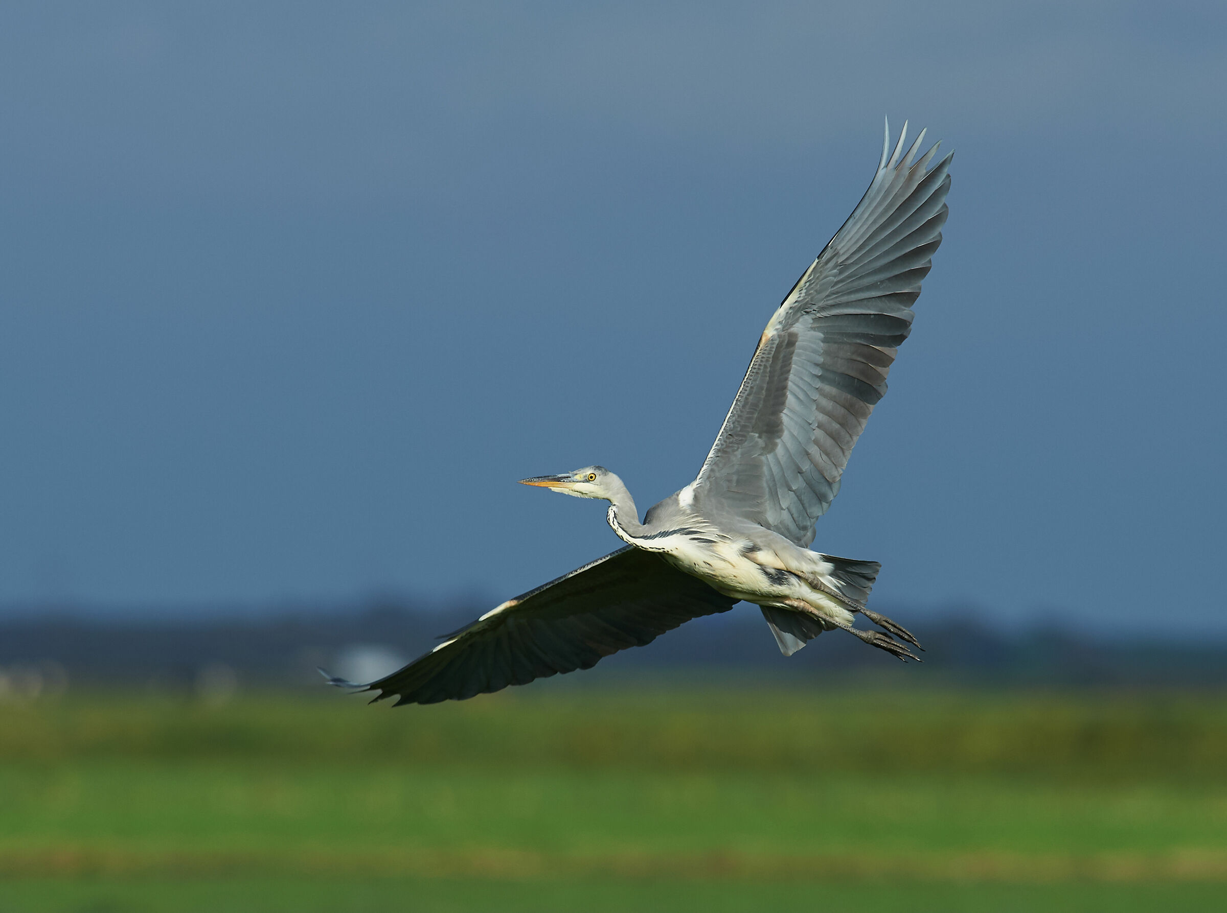 Grey Heron