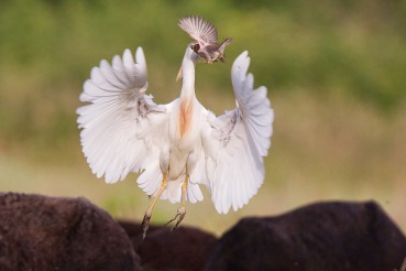Bubulcus ibis