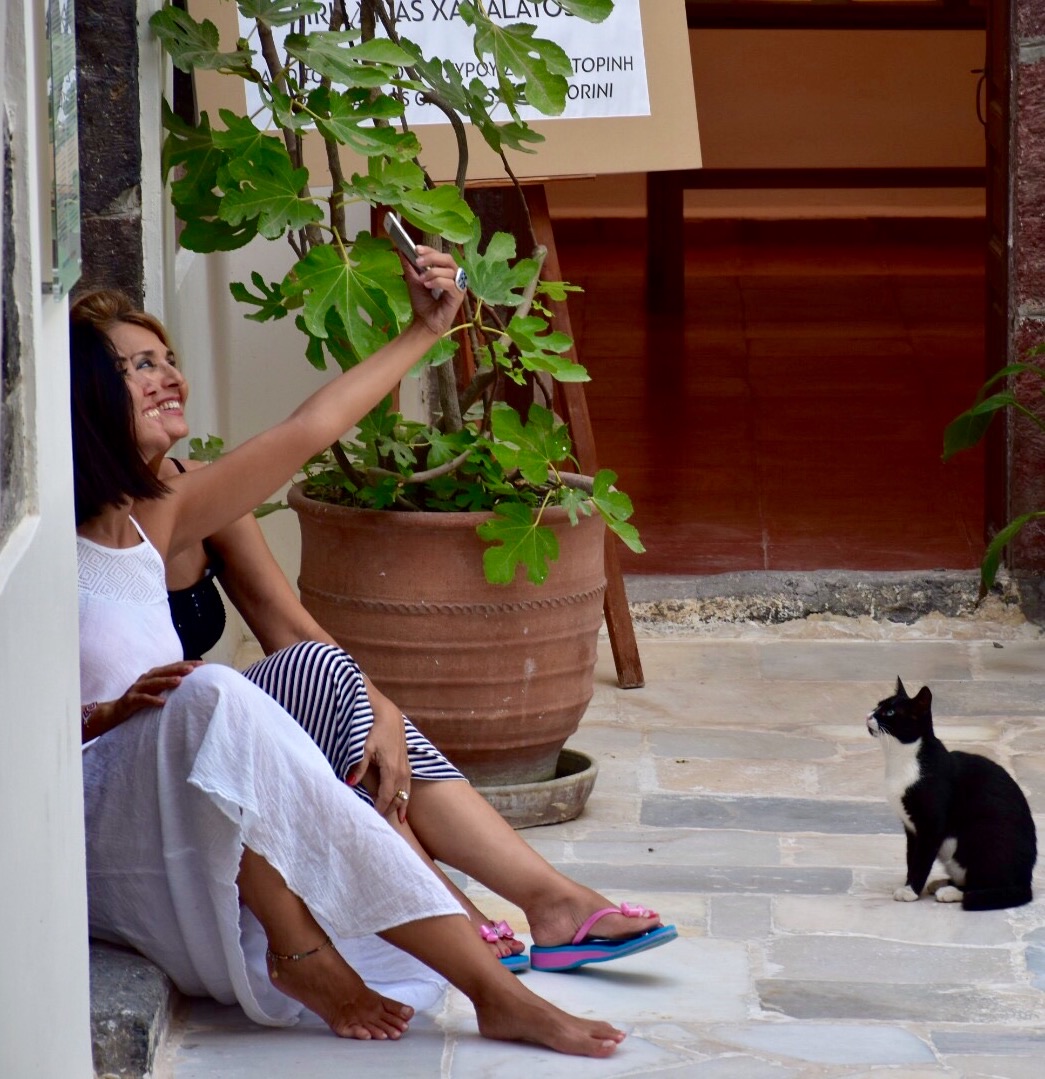 Curious cat