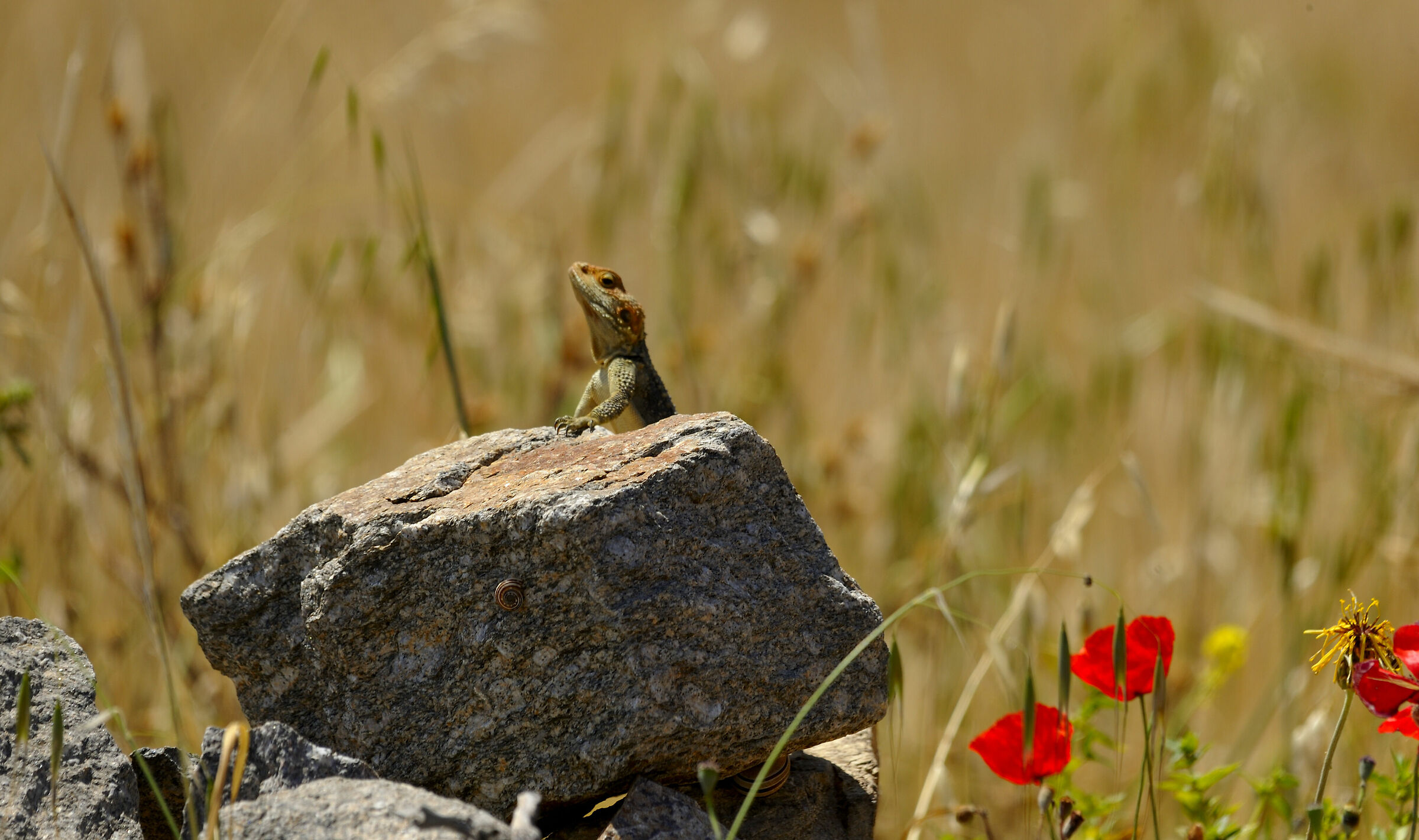 Lizard in Mikonos