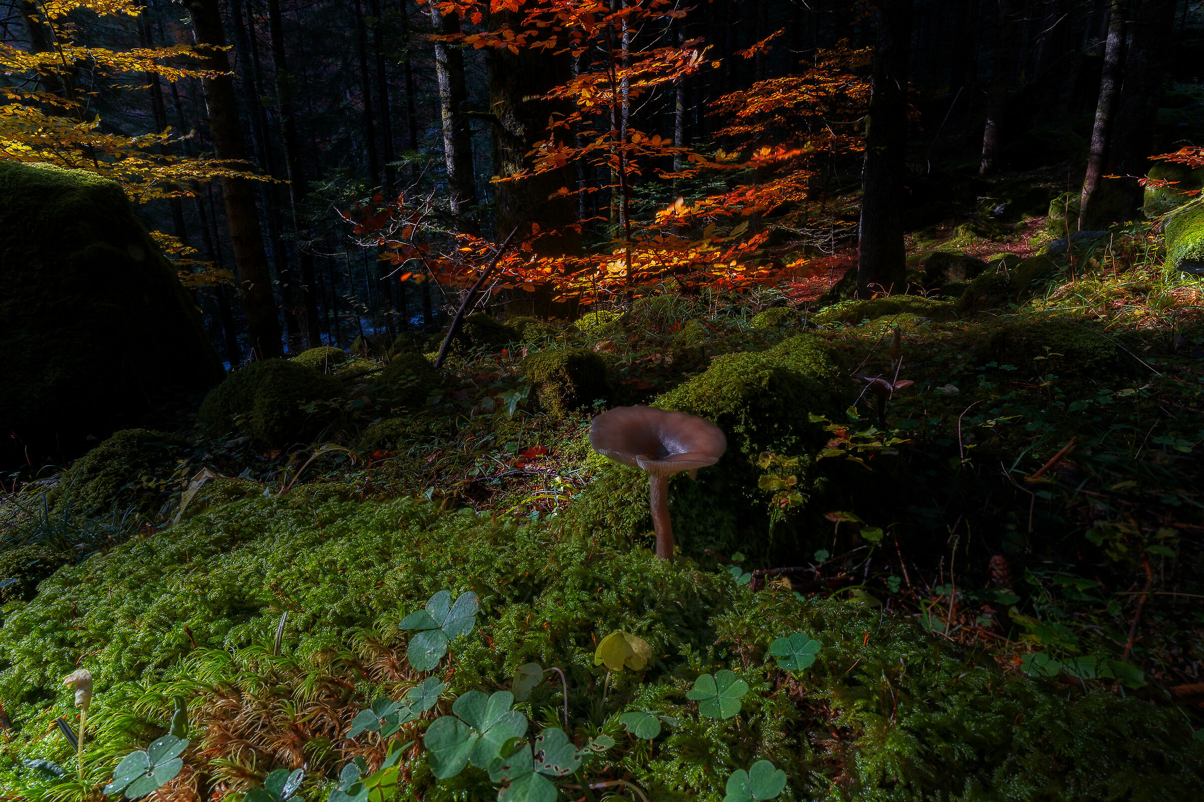 The Forest of The Goblins