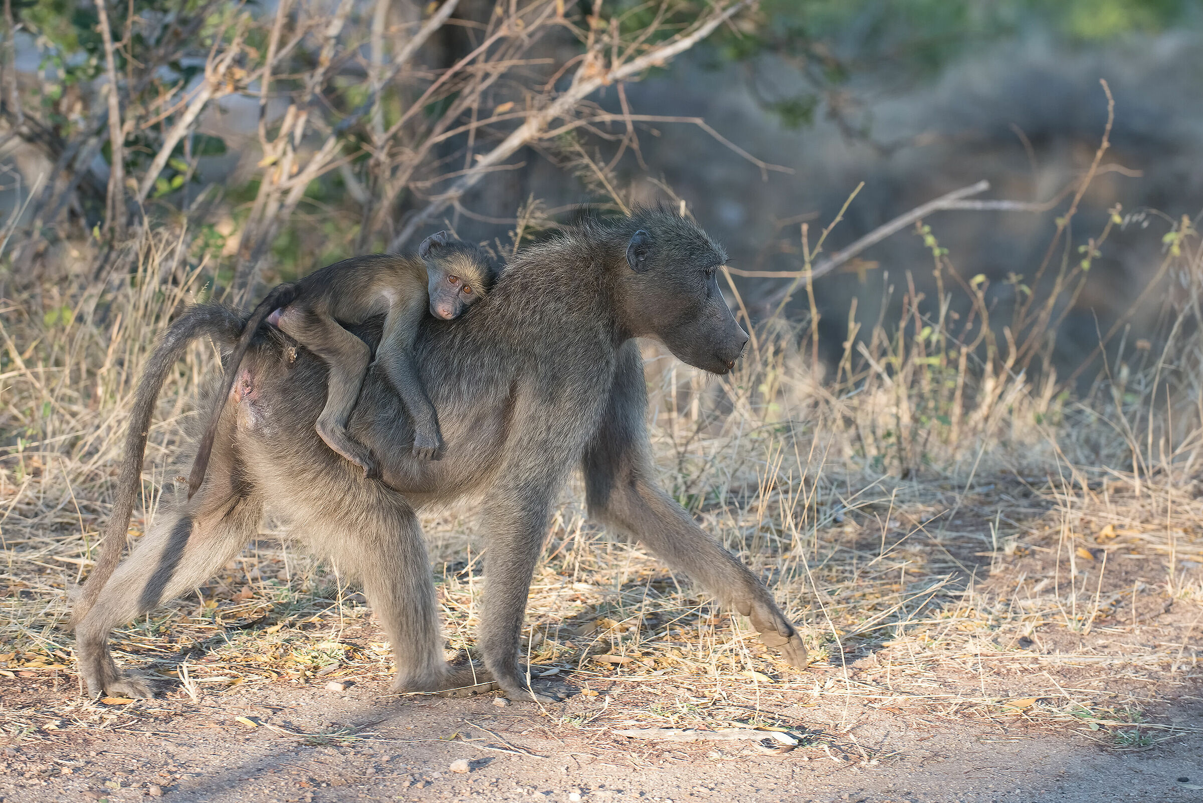 Baboon love ..