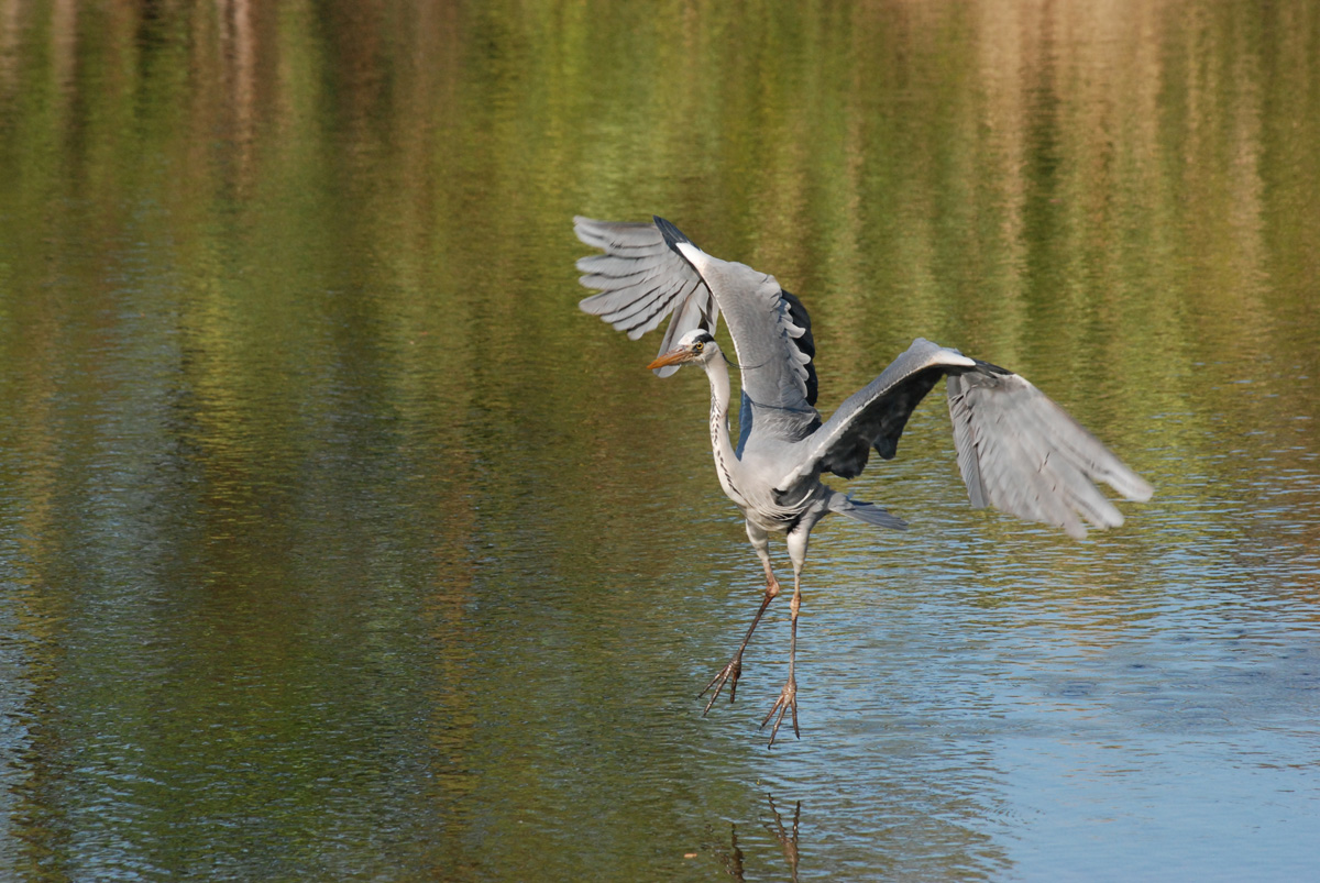 Grey Heron