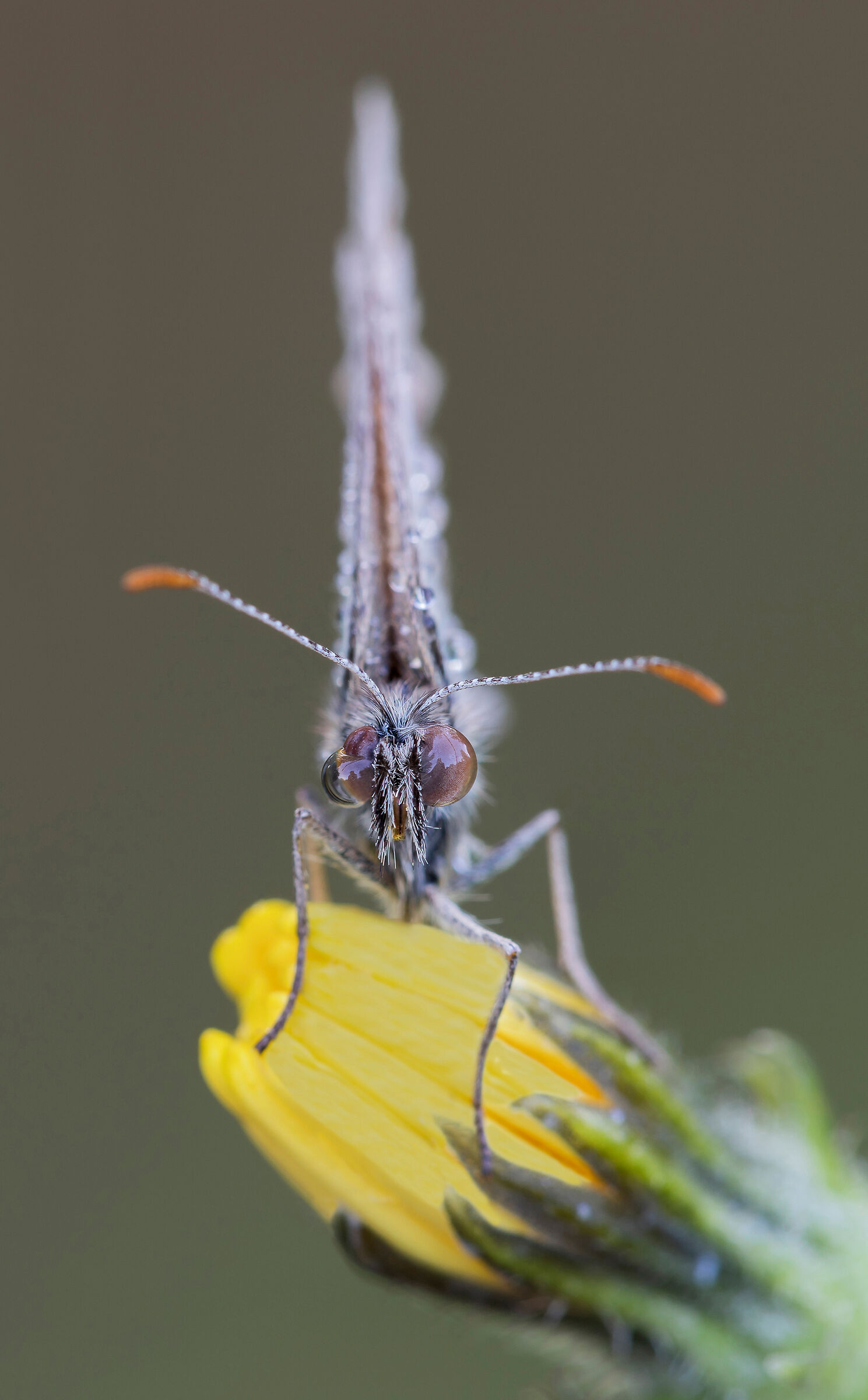 Portrait of Coenonimpha Pamphilius