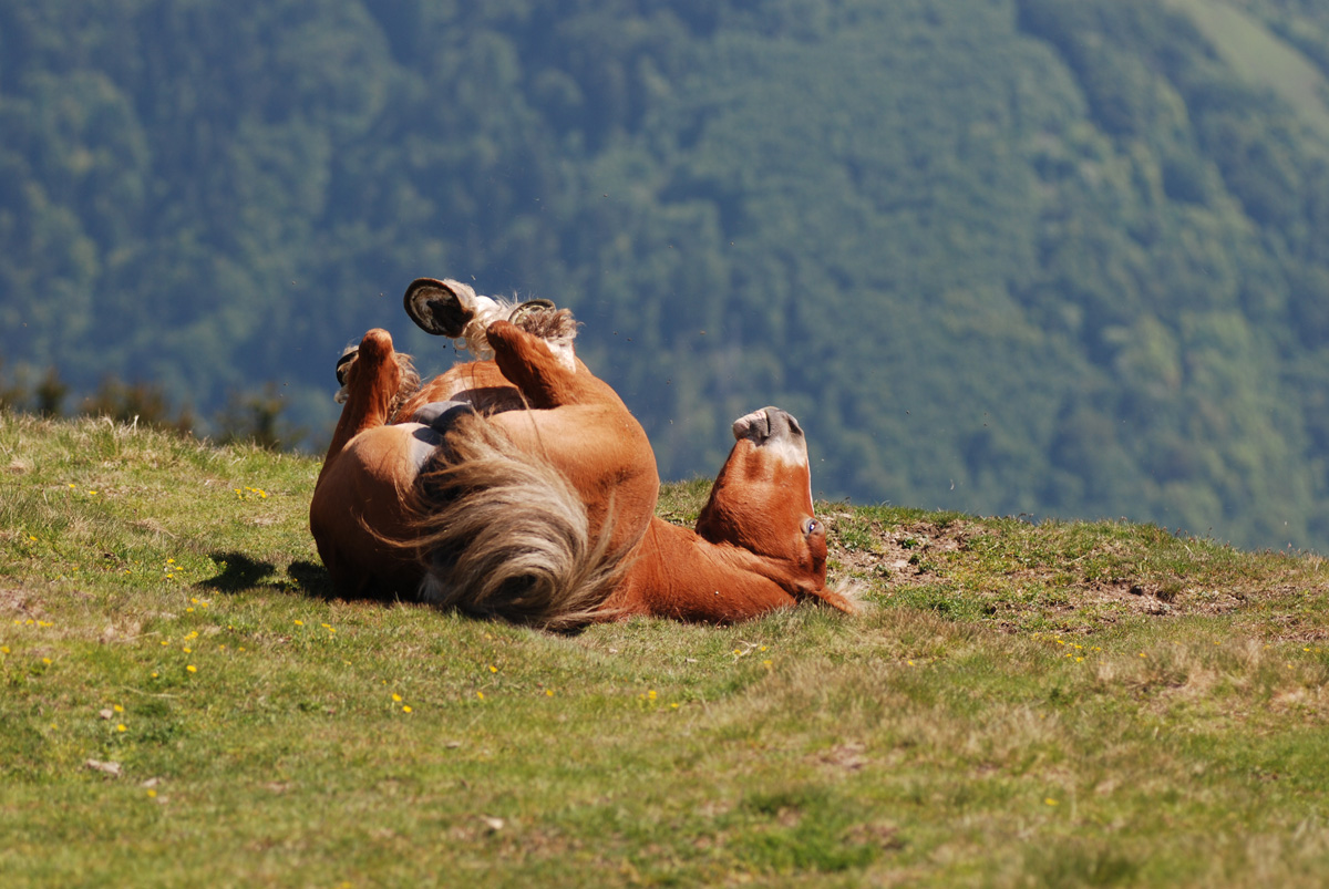Cavalli del Bisbino 4