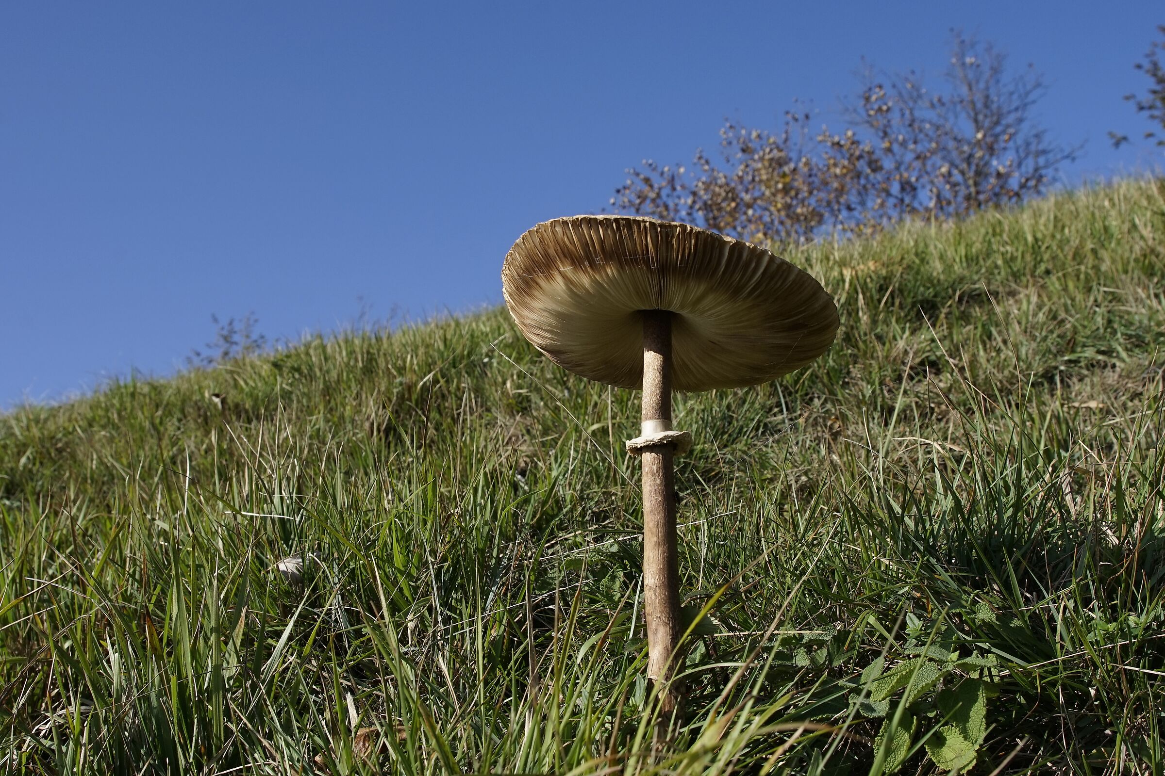 Autunno a 1000 metri