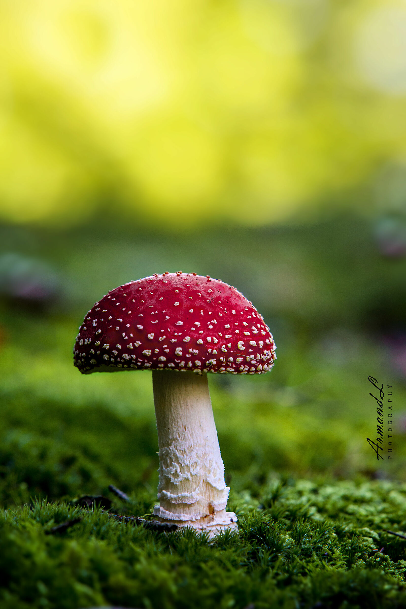 Amanita Muscaria... il fungo delle fiabe