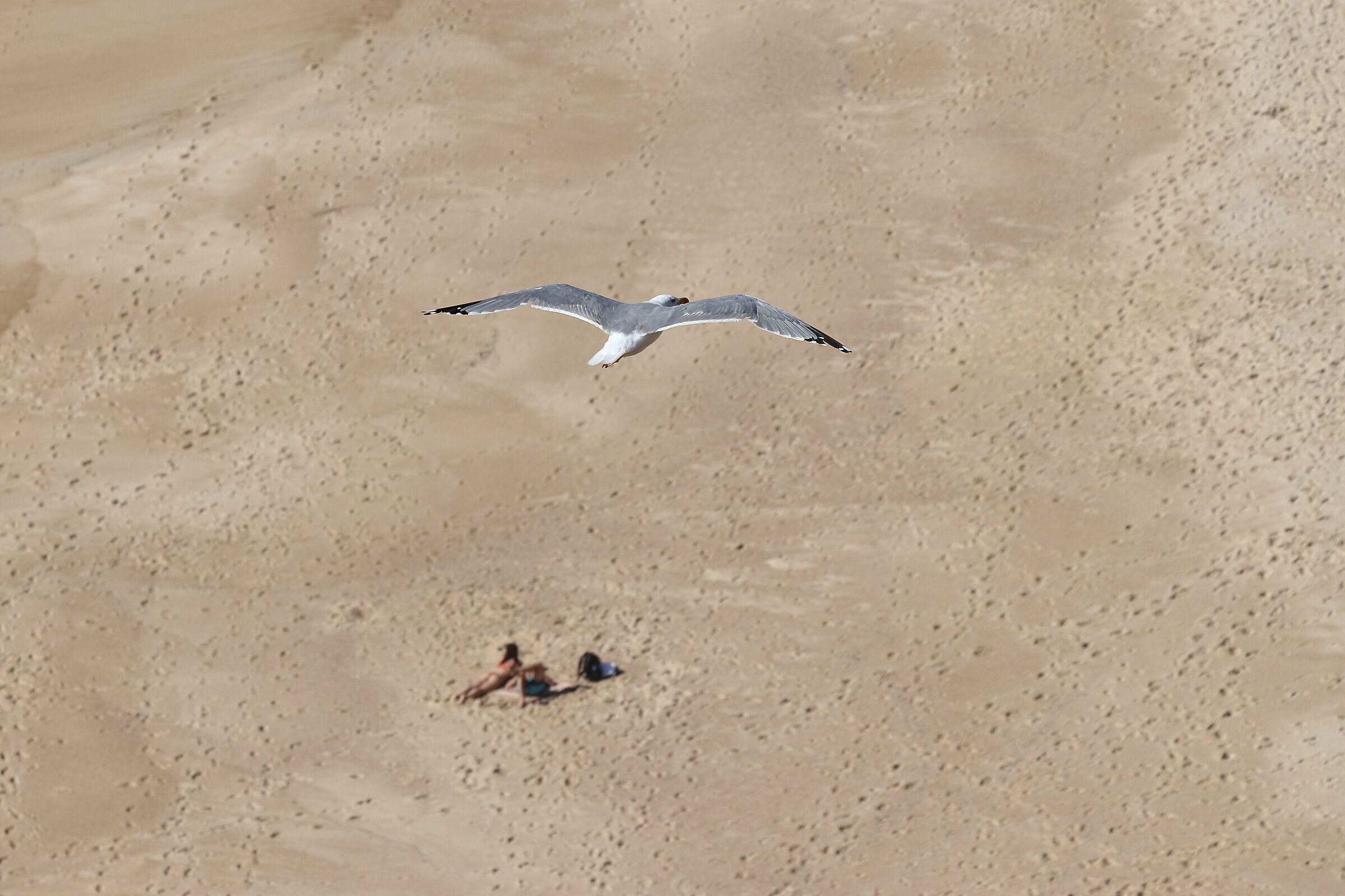 Flight on the praya do northe