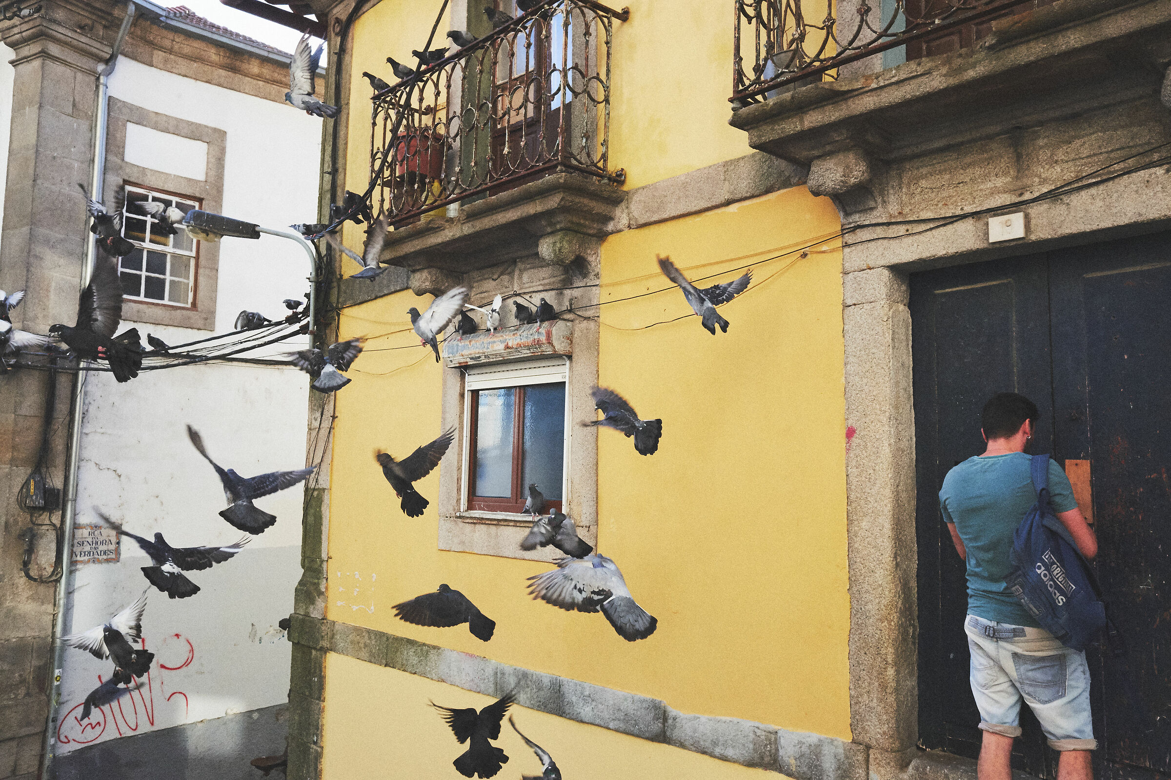 Pigeons