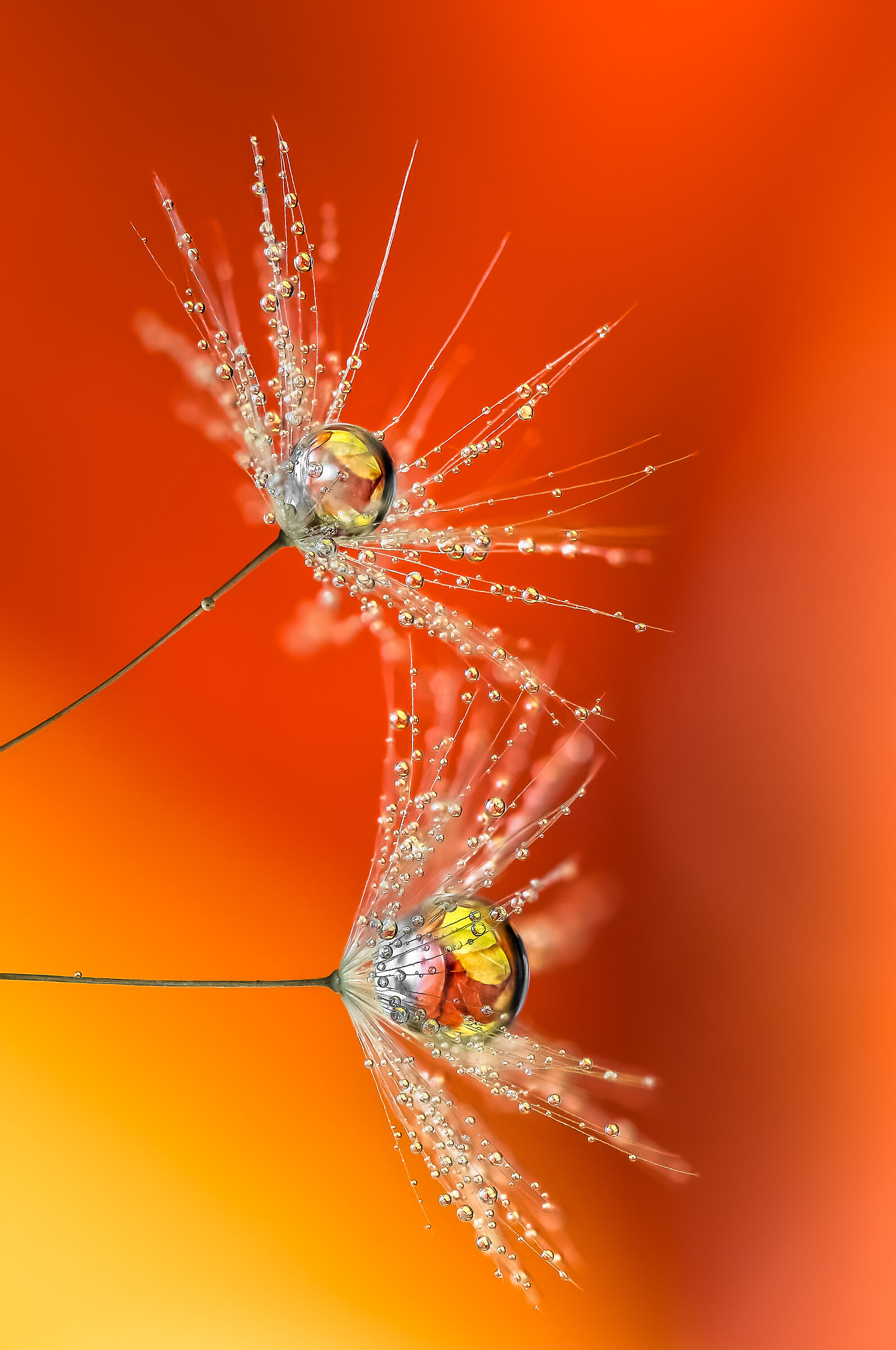 autumn leaves in the drop drops flowers gocce fiori