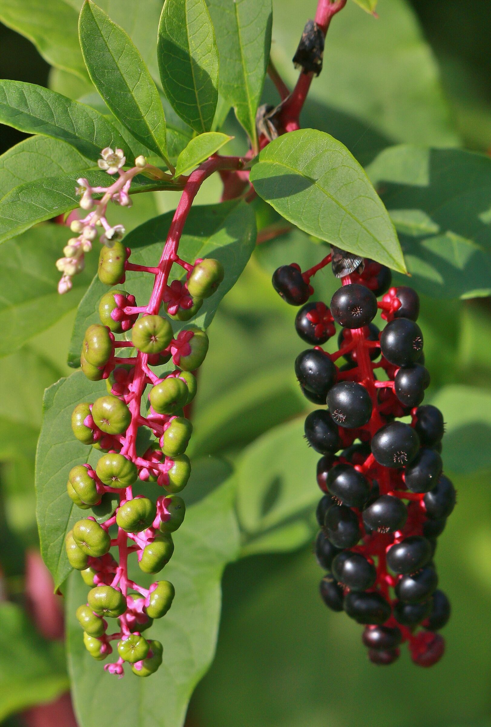 Uva turca - Phytolacca decandra