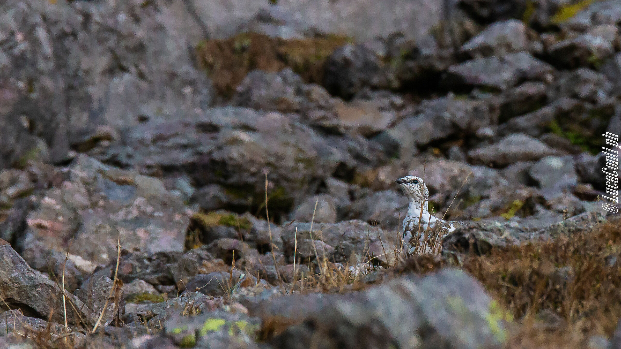 White partridge (Valsassina)