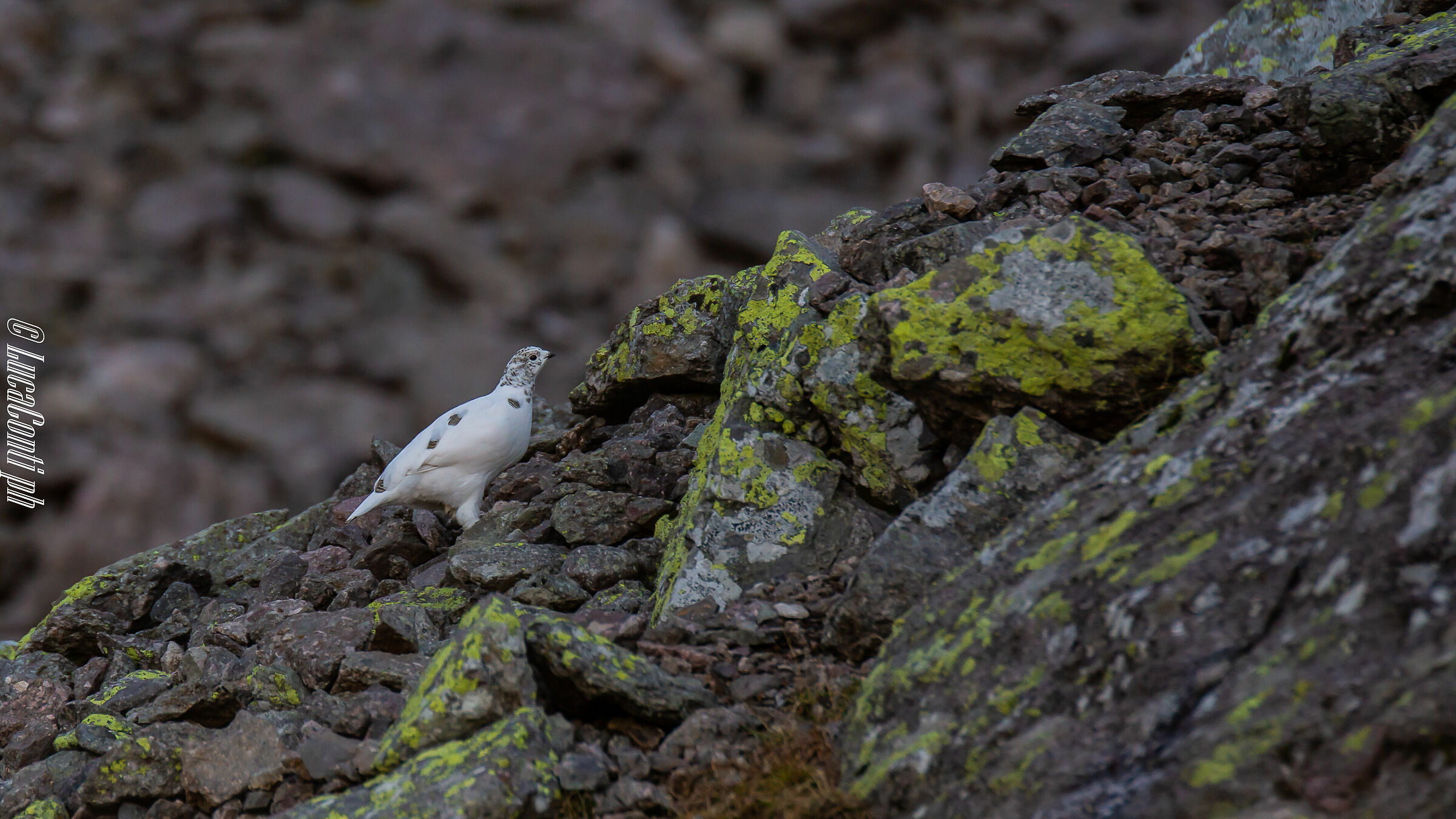 White partridge (Valsassina)