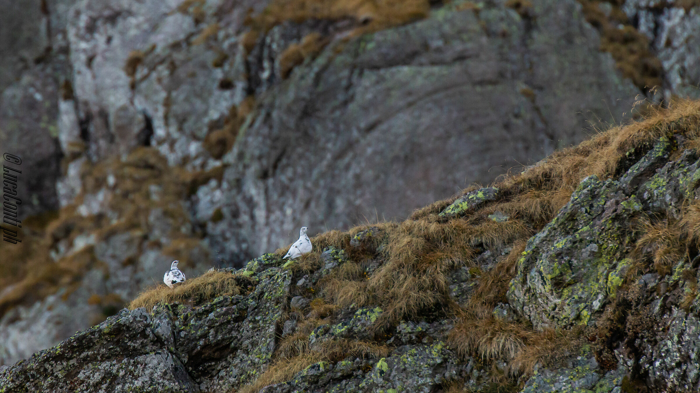 Pernice Bianca (Valsassina)