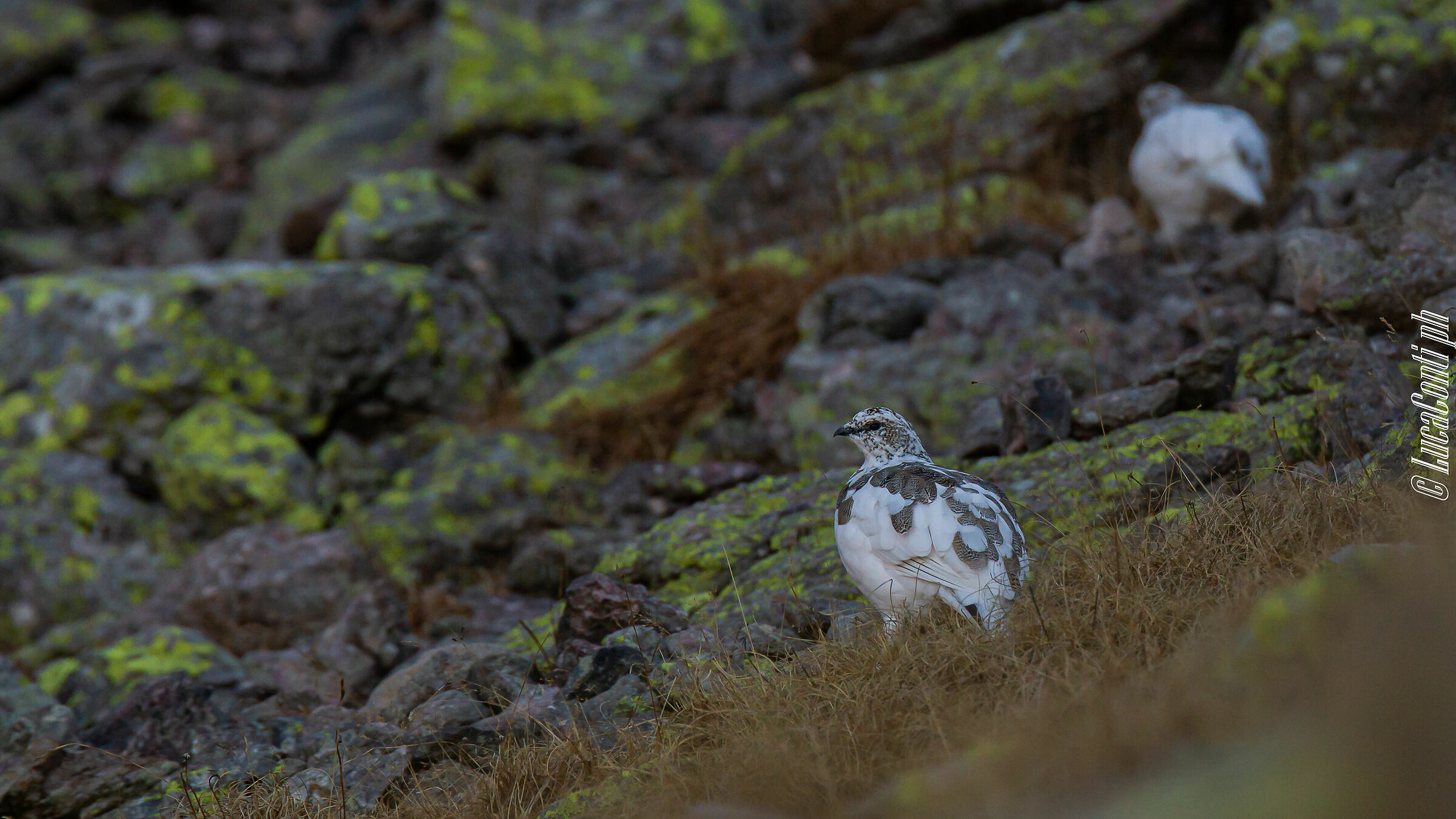 White partridge (Valsassina)