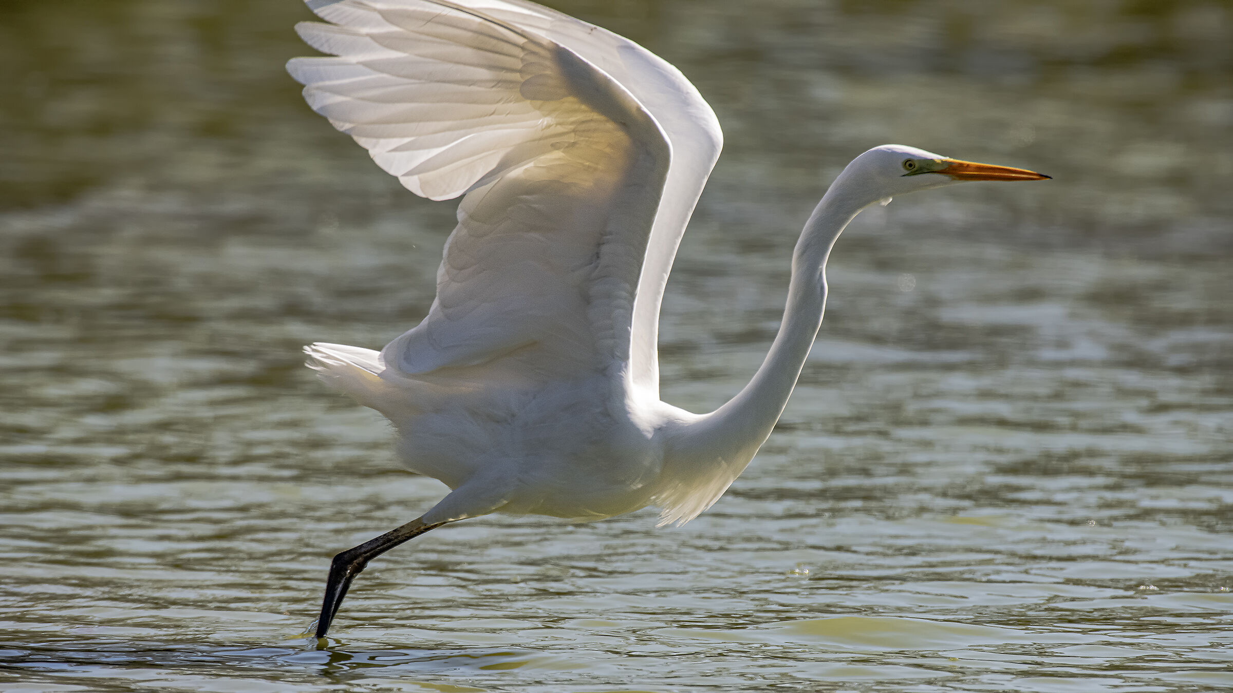 The Flight of the Greater White Airon 1