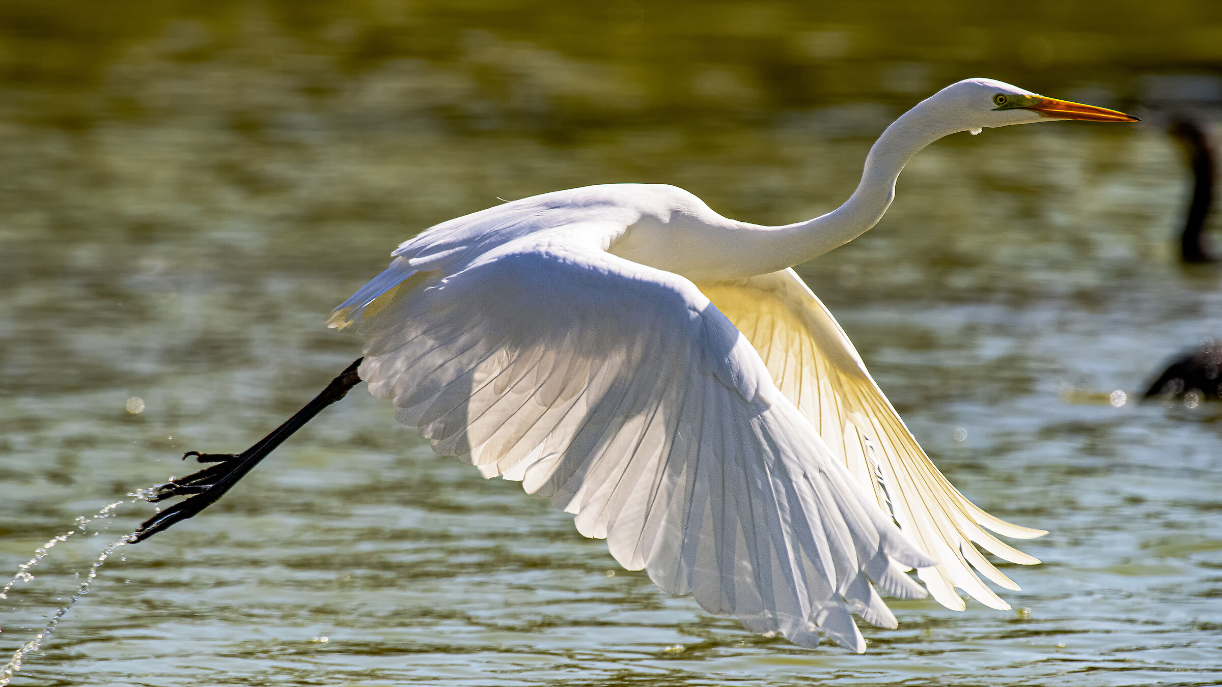 The Flight of the Greater White Airon 2