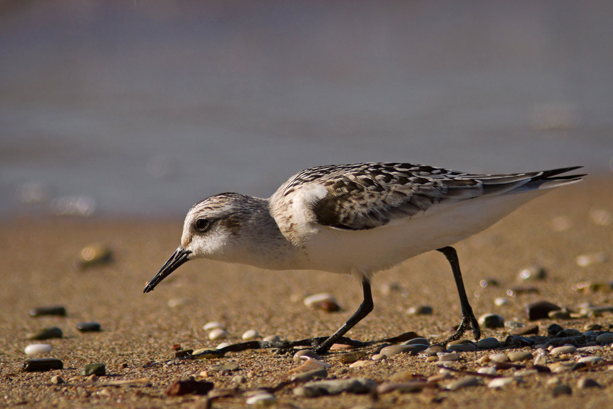 Sanderling (Calidris alba)