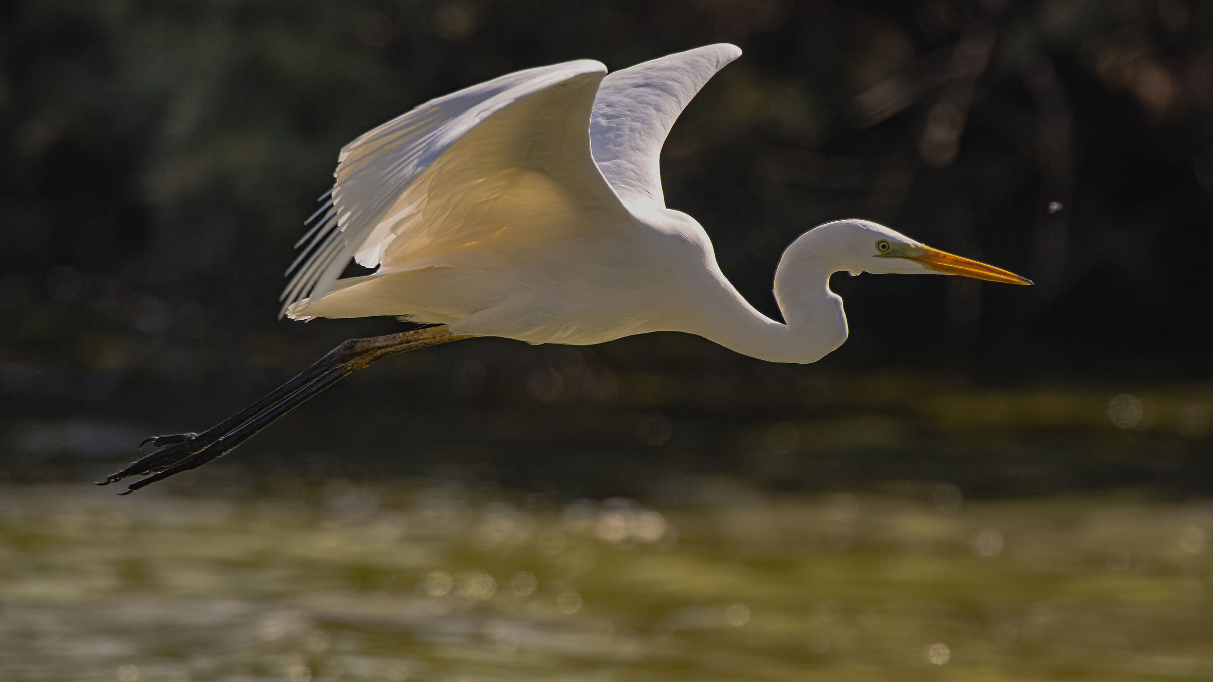 The White Heron and the Cormorans