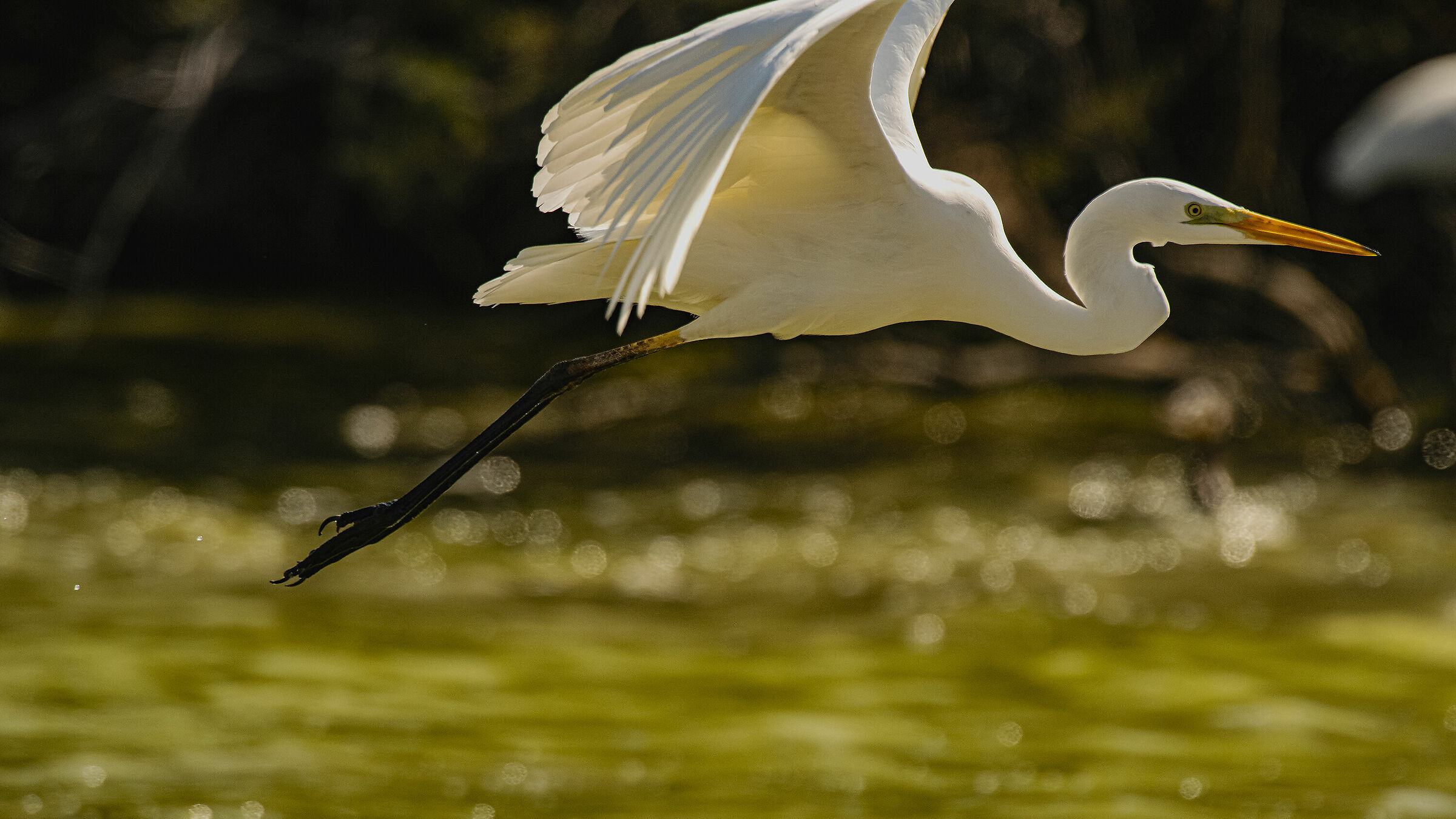 The White Heron and the Cormorans