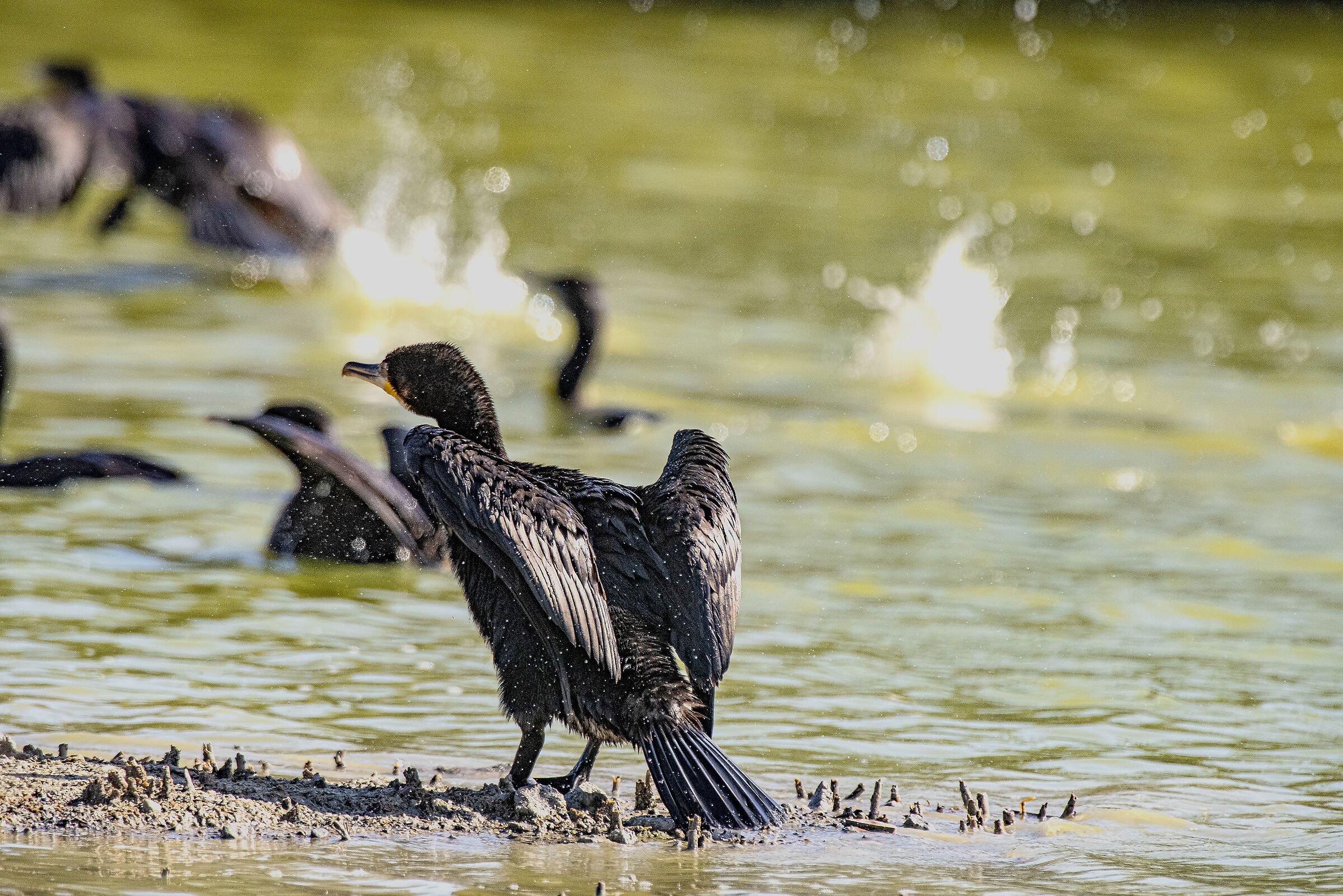 Batting cormorants