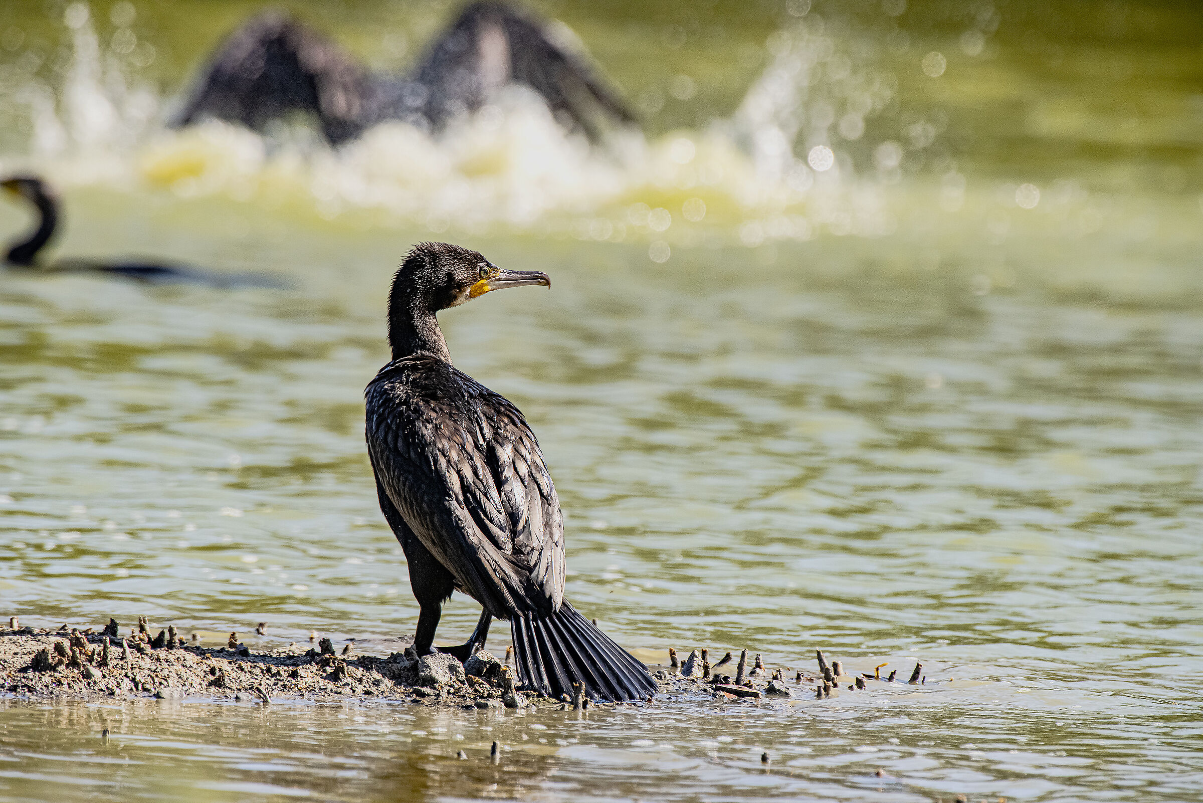 Batting cormorants
