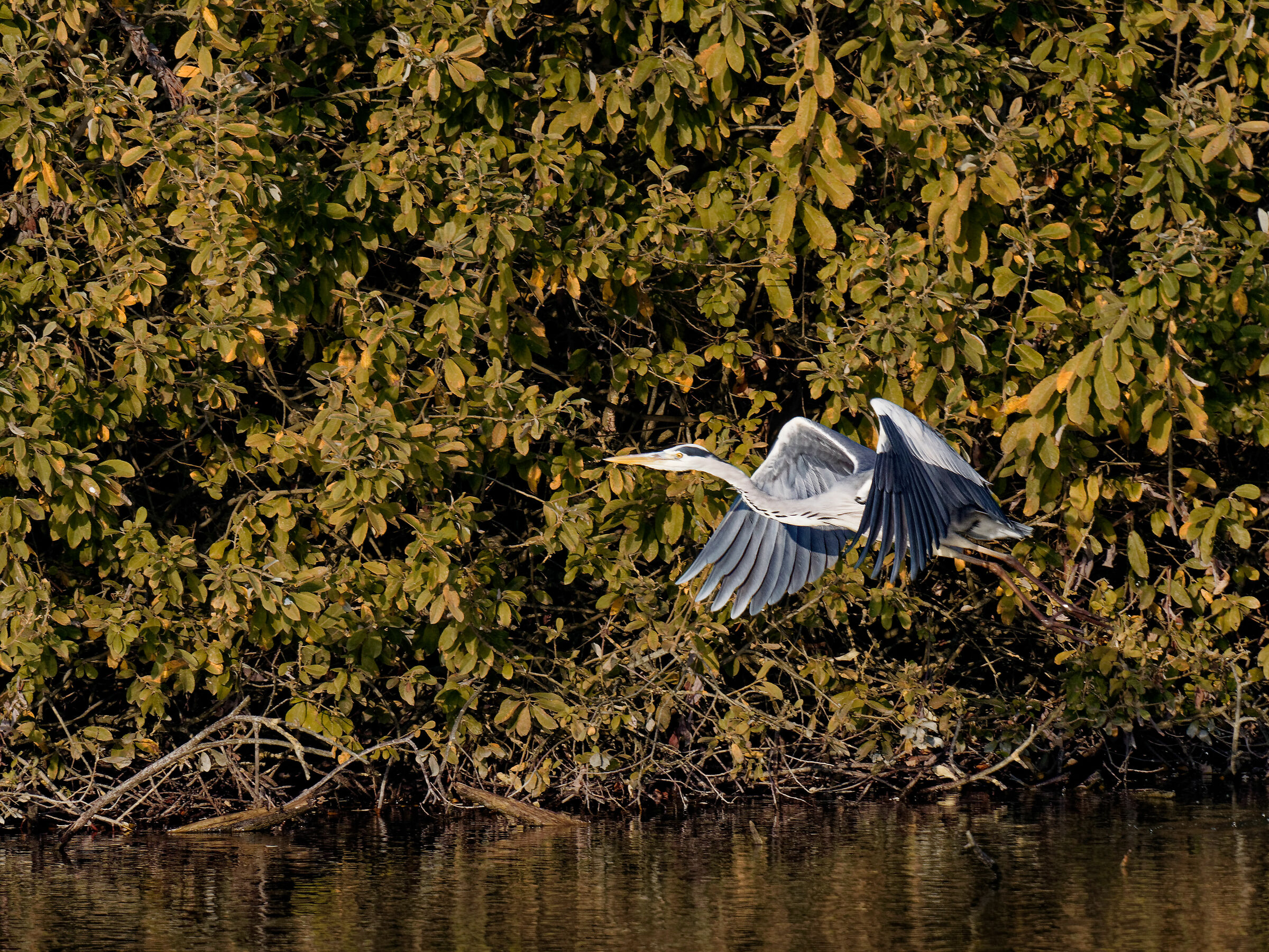 Cinerino heron to rota peatbogs