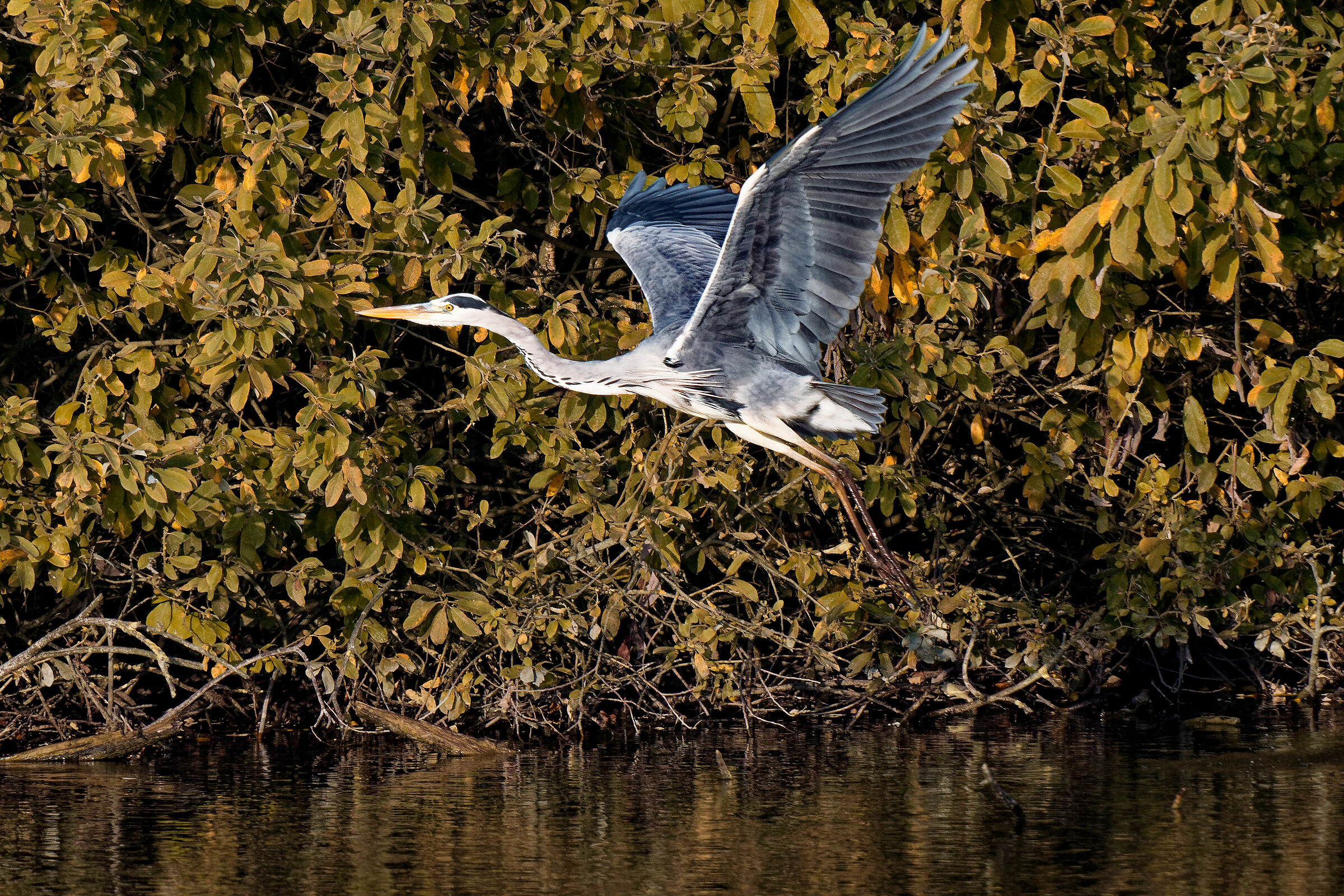 Cinerino heron to the rota bogs #2