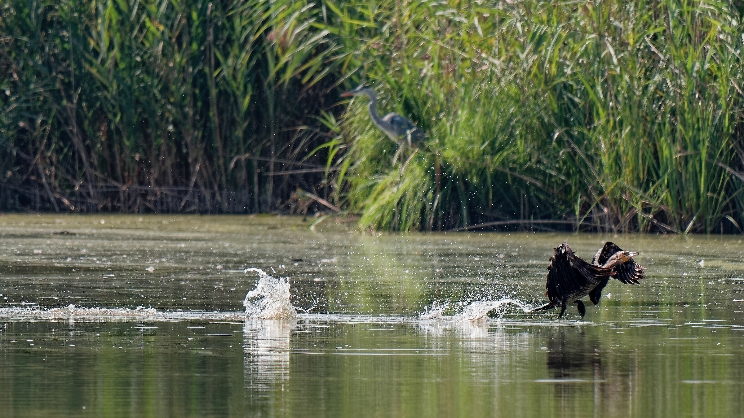 cormorano in atteraggio