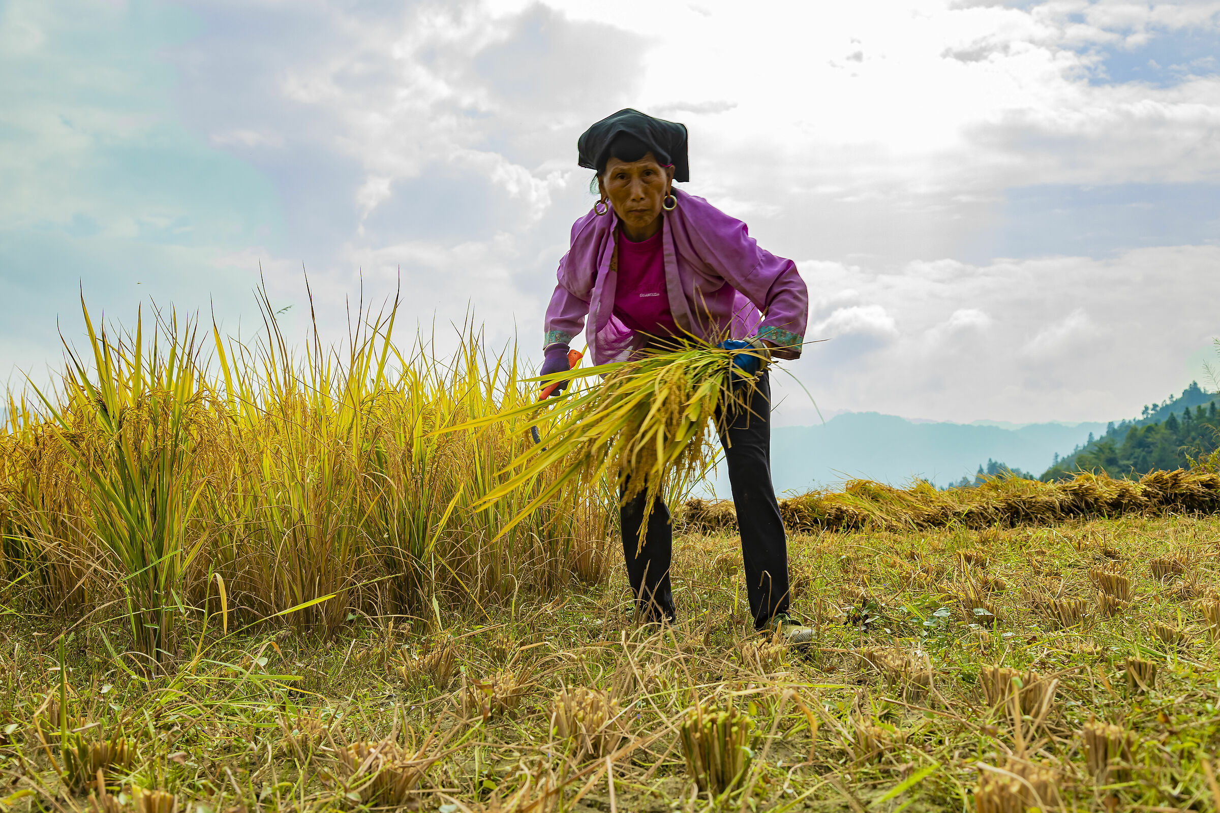 The woman who cut rice