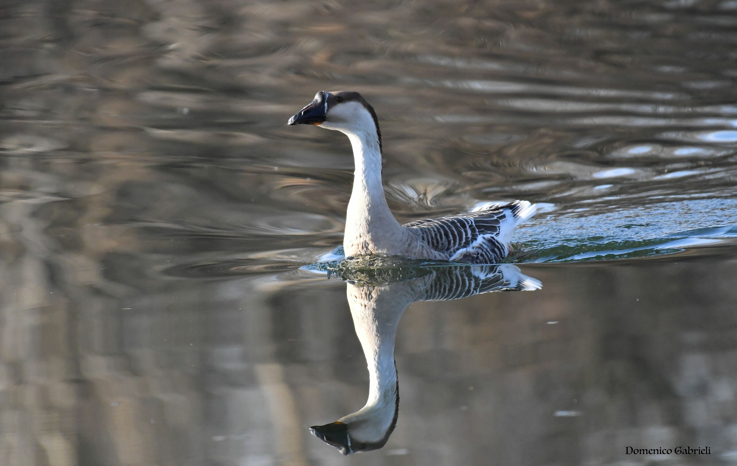 goose swan