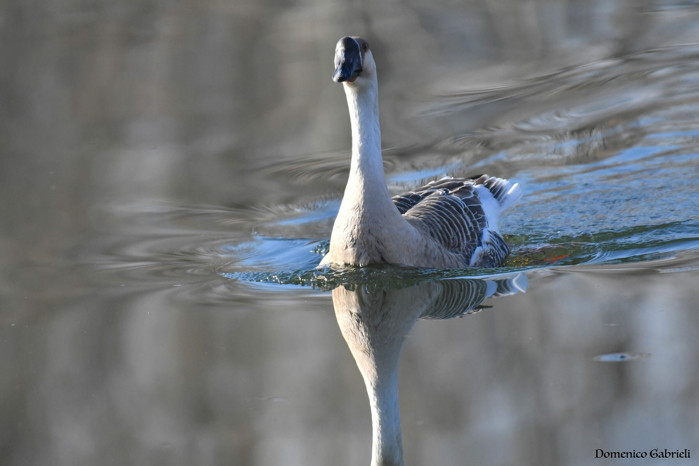goose swan