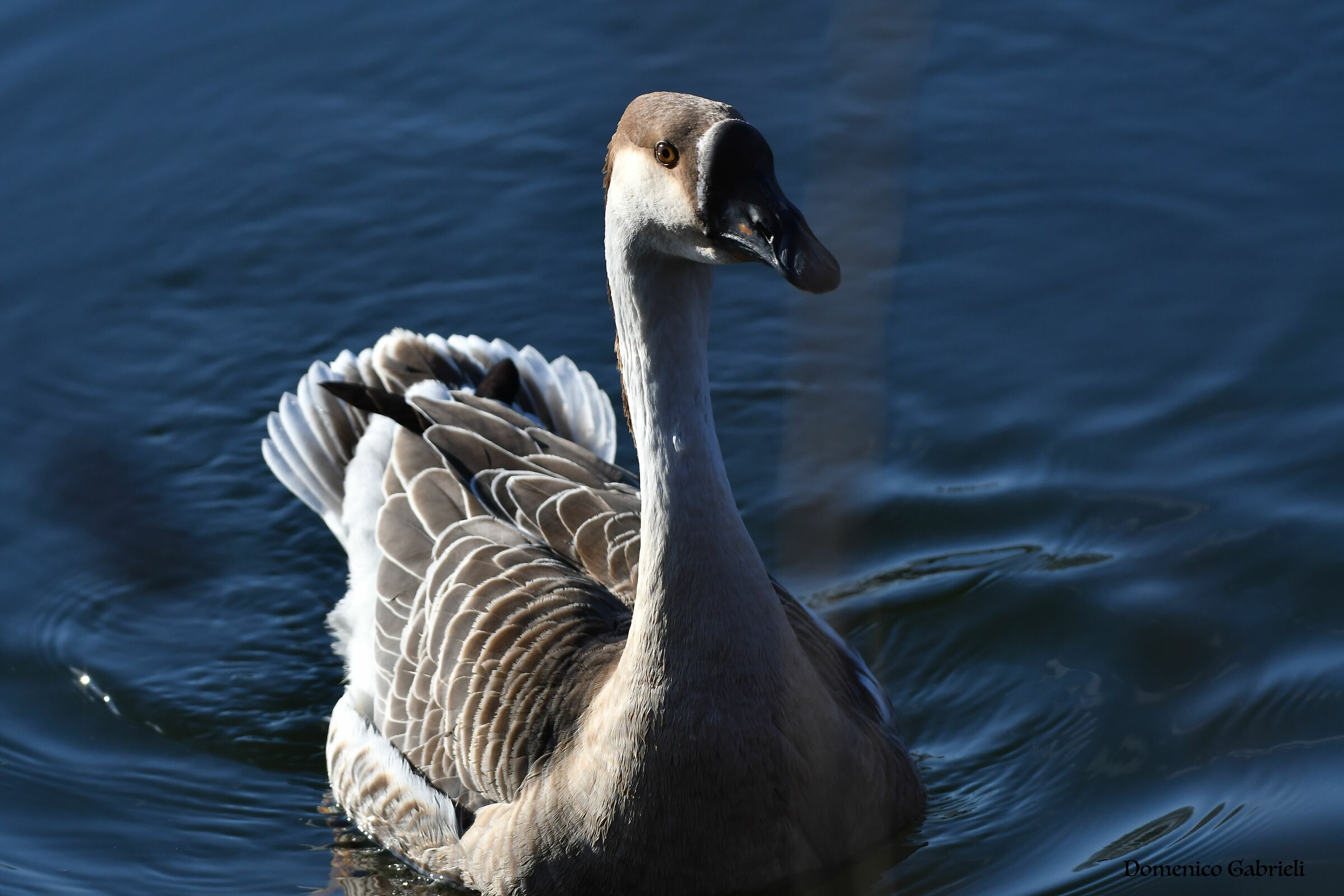 goose swan