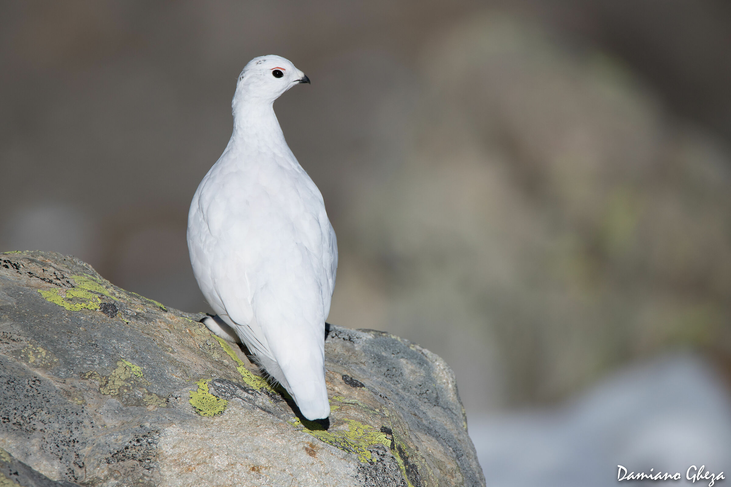 Femmina di Pernice bianca