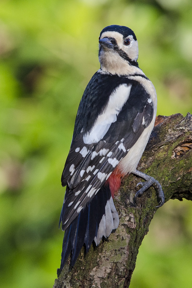 picchio rosso maggiore femmina