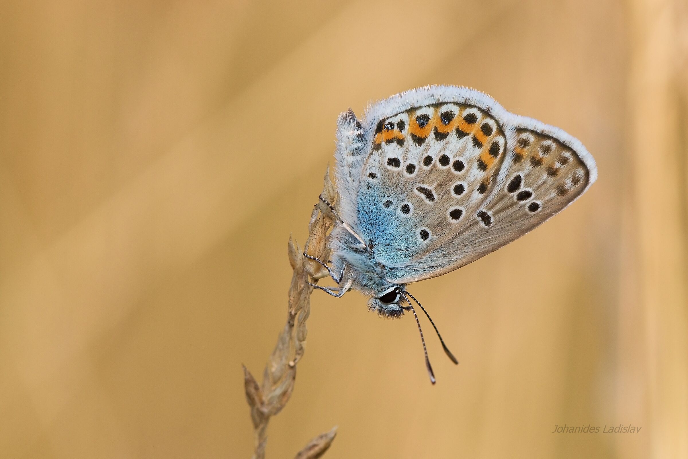 Plebejus argus