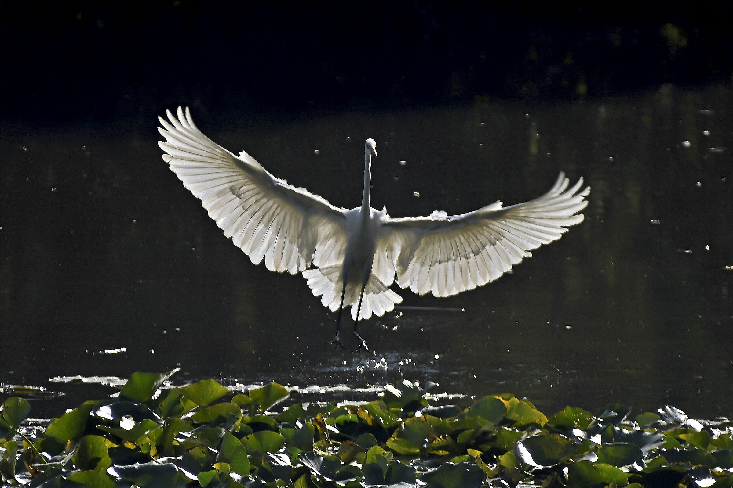 backlight of the greater white heron