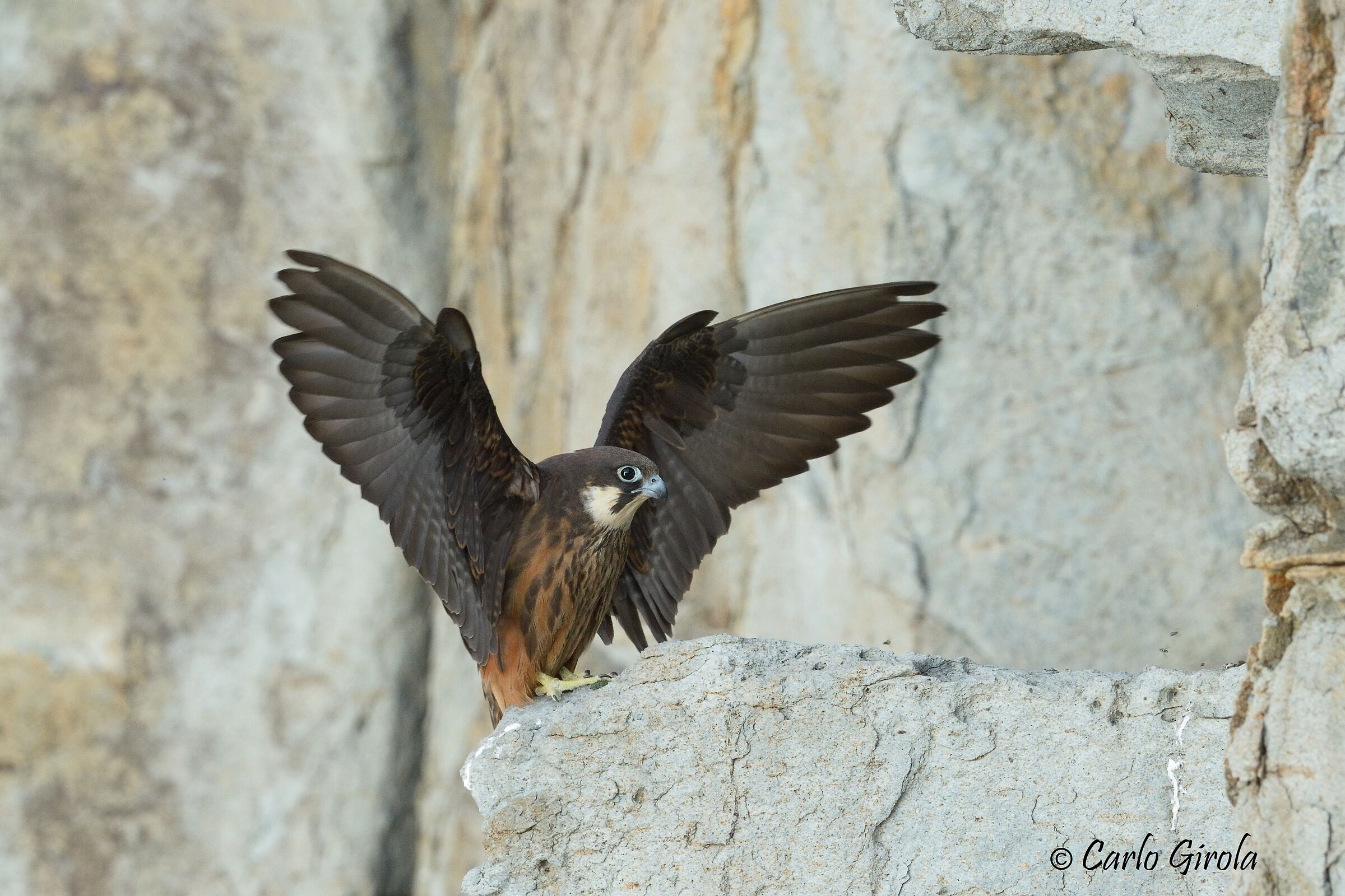 Falco della regina (Falco eleonorae)