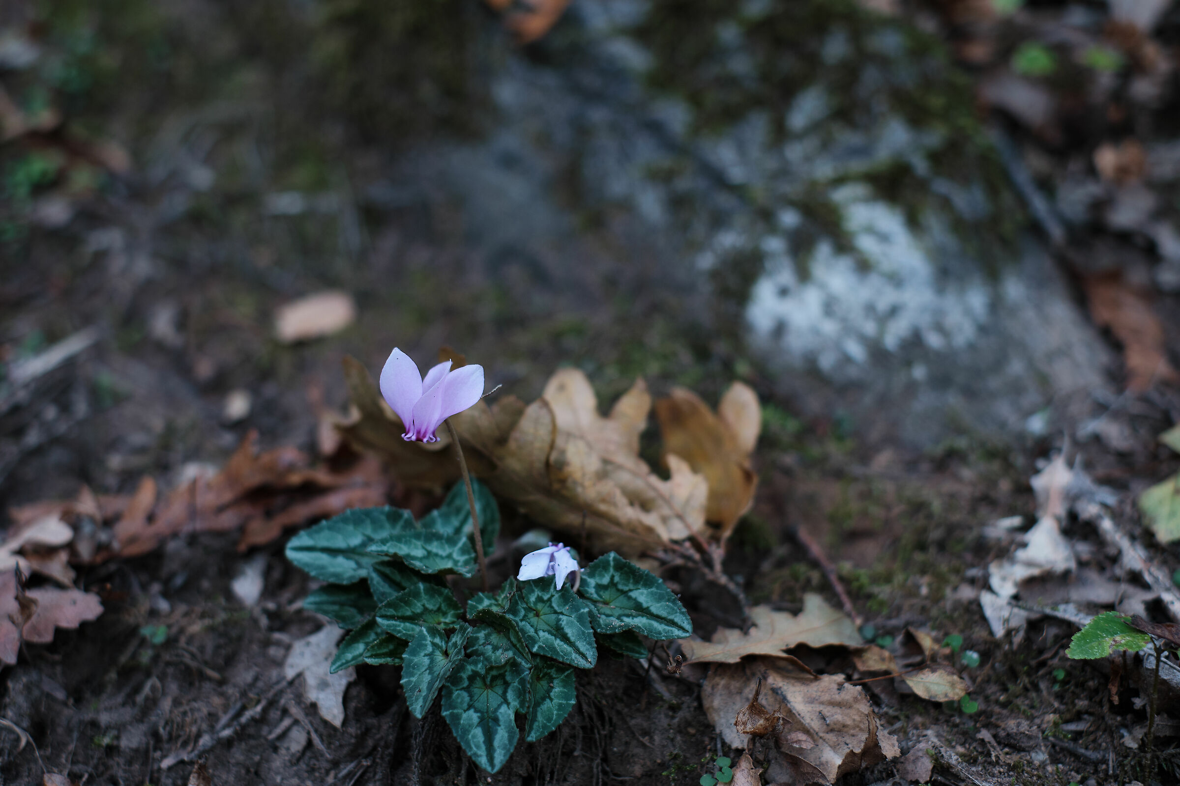 Ultimo prima dell'inverno!