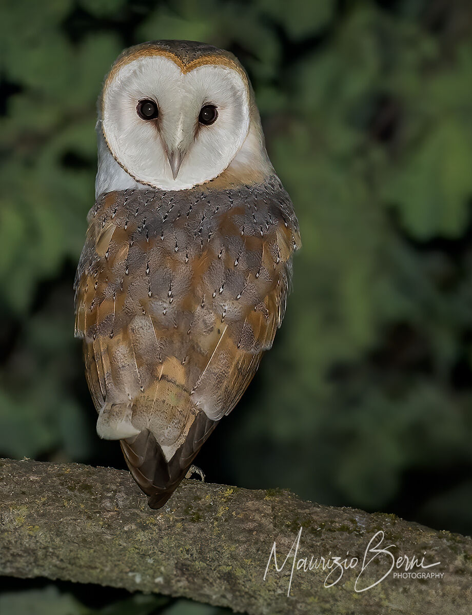 Meraviglie della notte