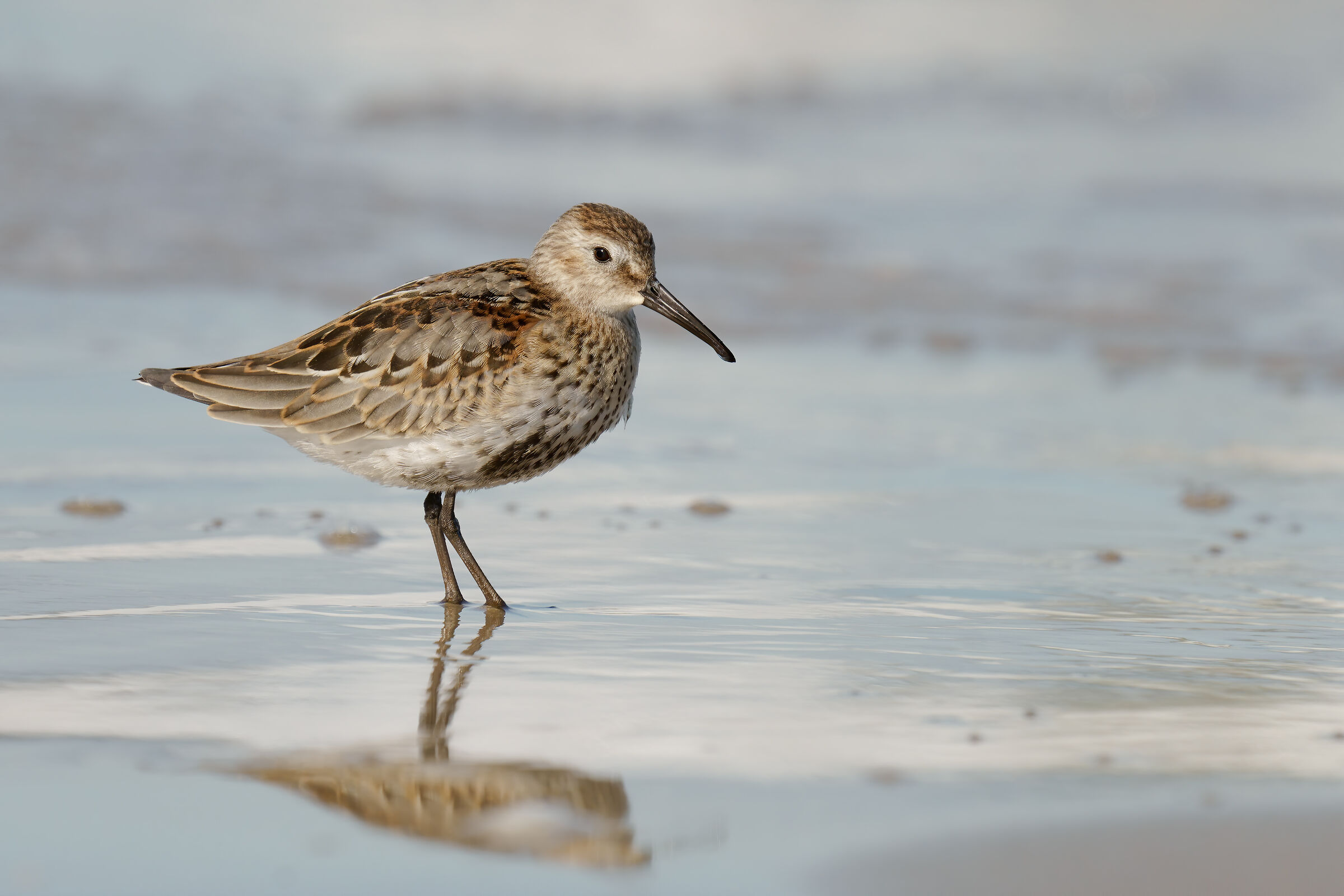 Black-bellied rain (Calidris alpine)