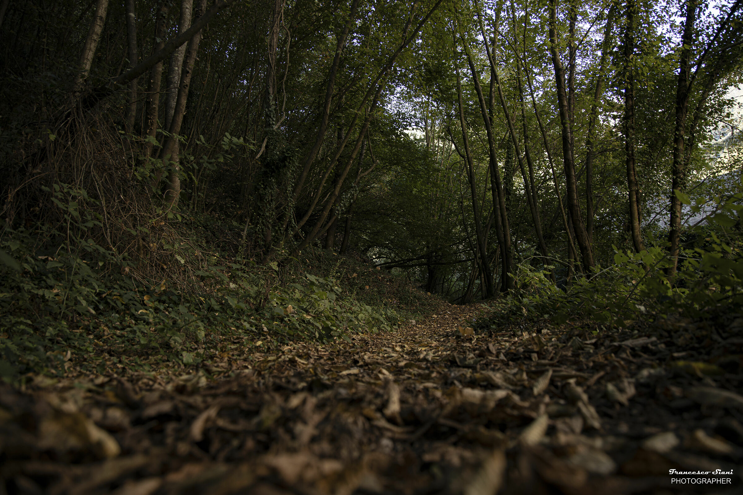 Sentiero d'autunno