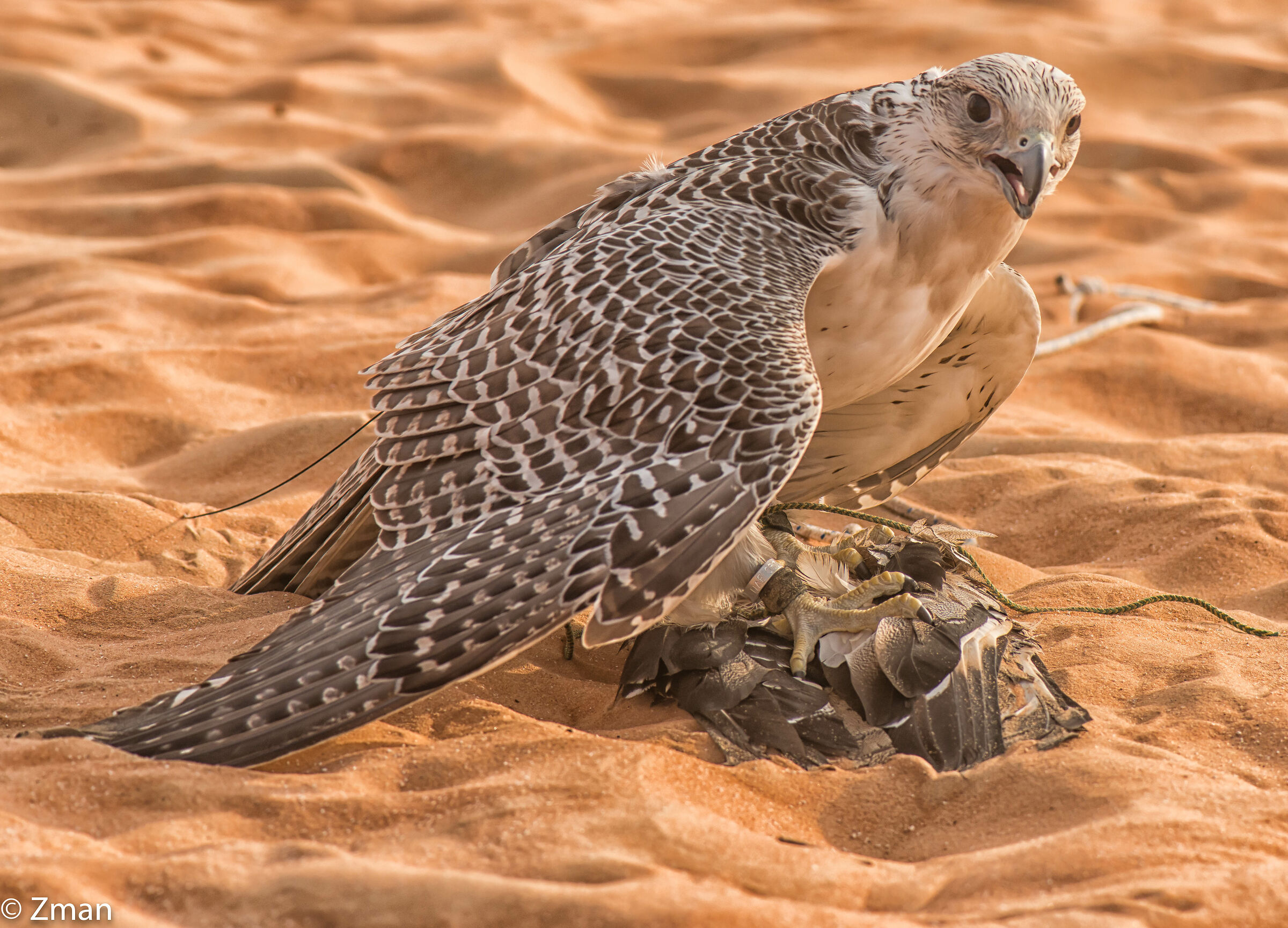 Shaheen and The Dummy