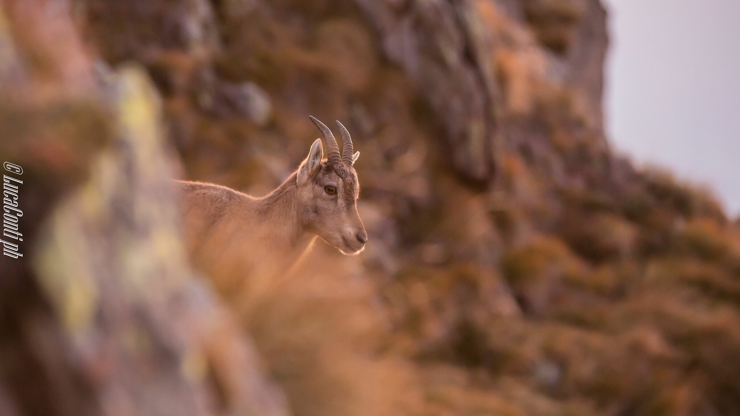 Stambecco (Capra Ibex)