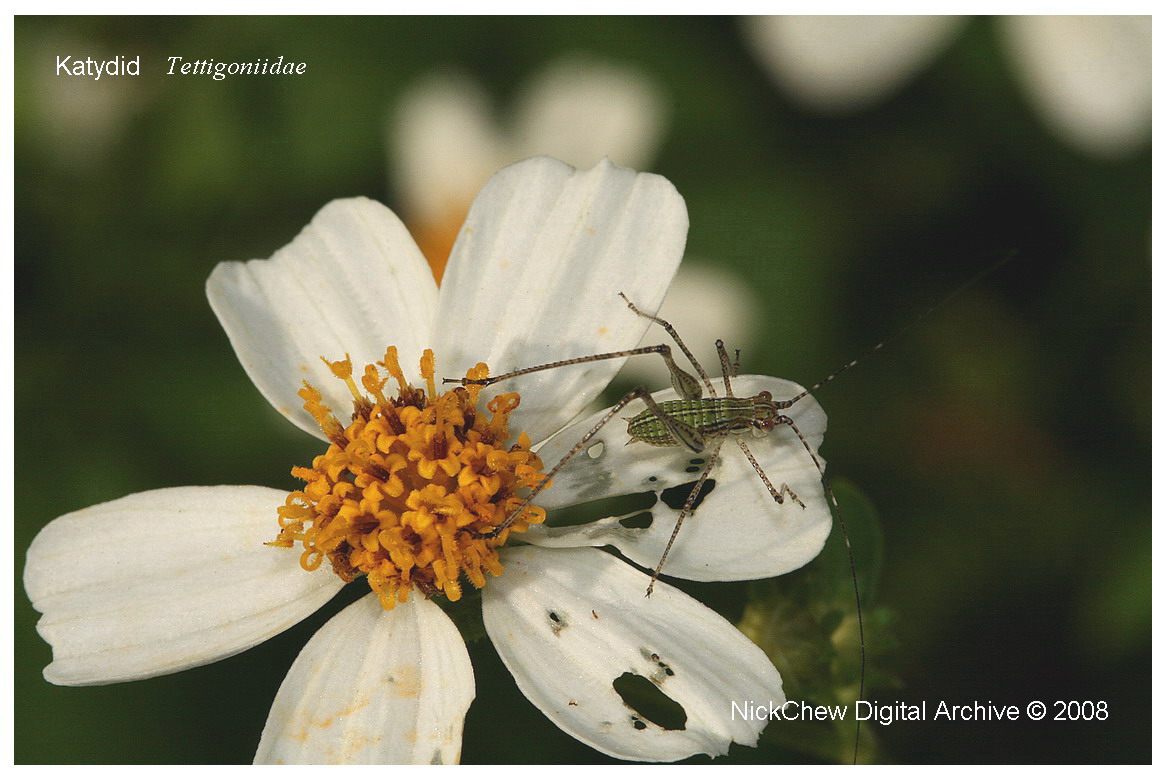 Katydid