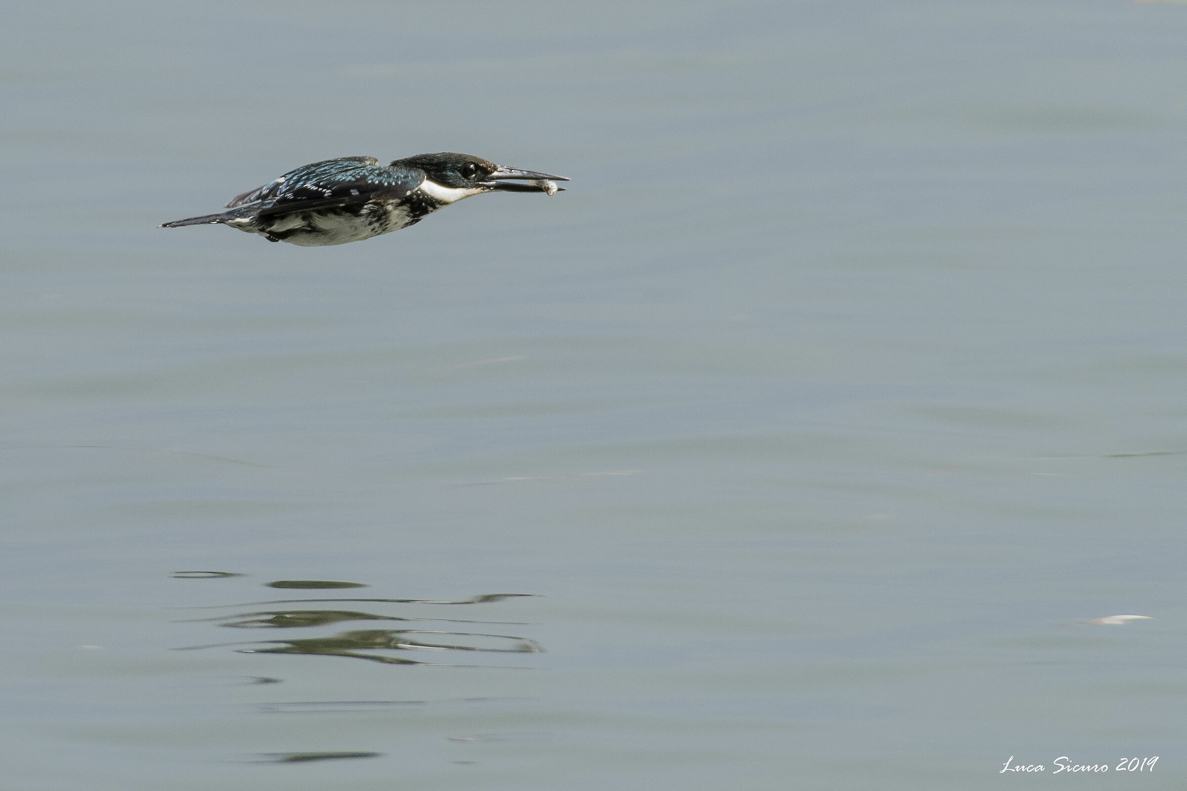 Martin Pescatore Verde