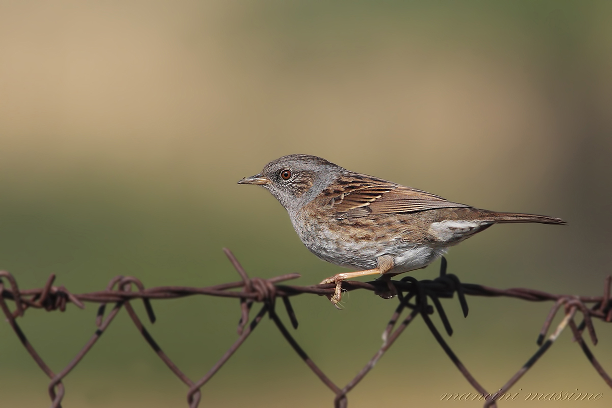 Passera scopaiola(Prunella modularis)