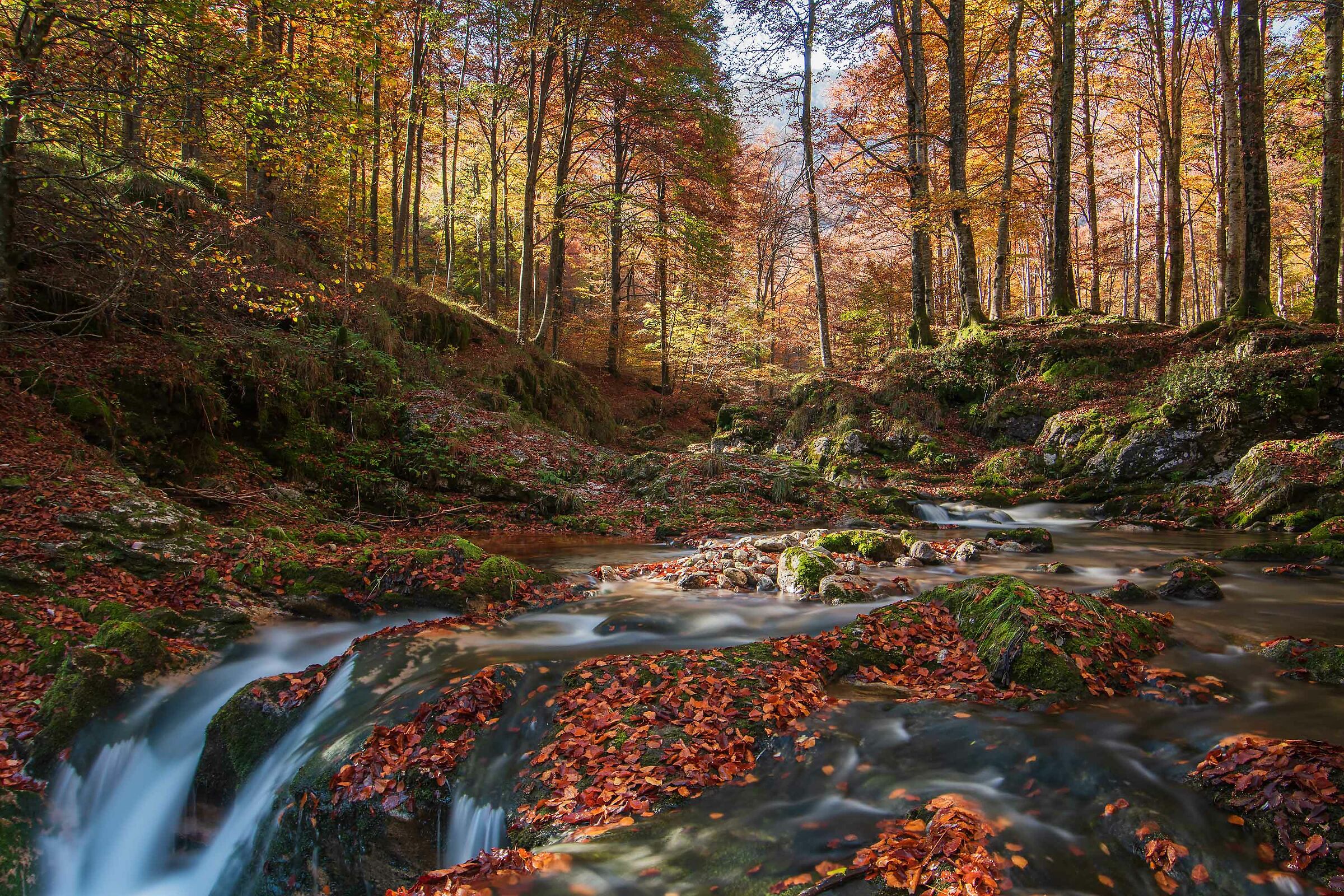 Esplosione di colori