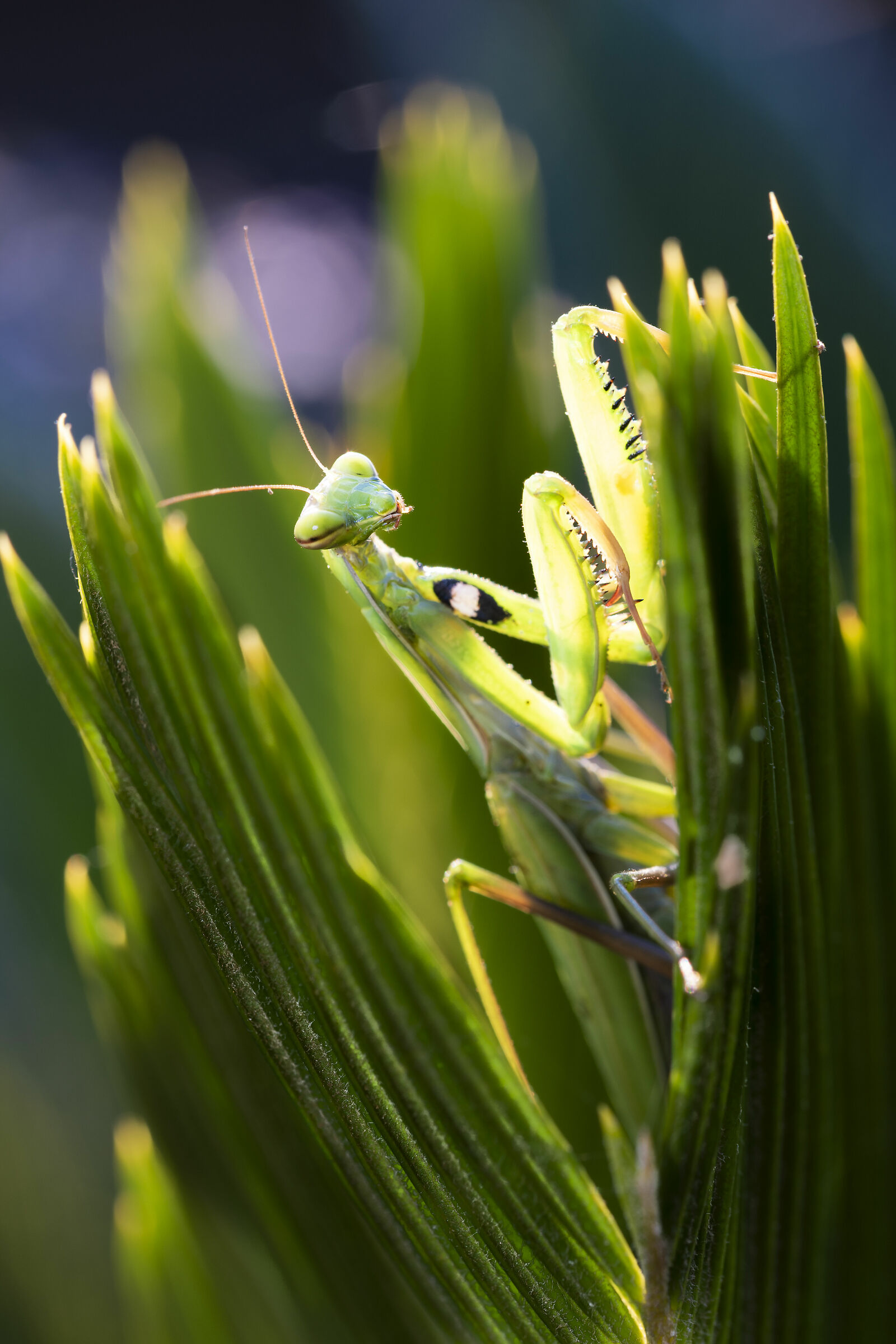 Praying mantis