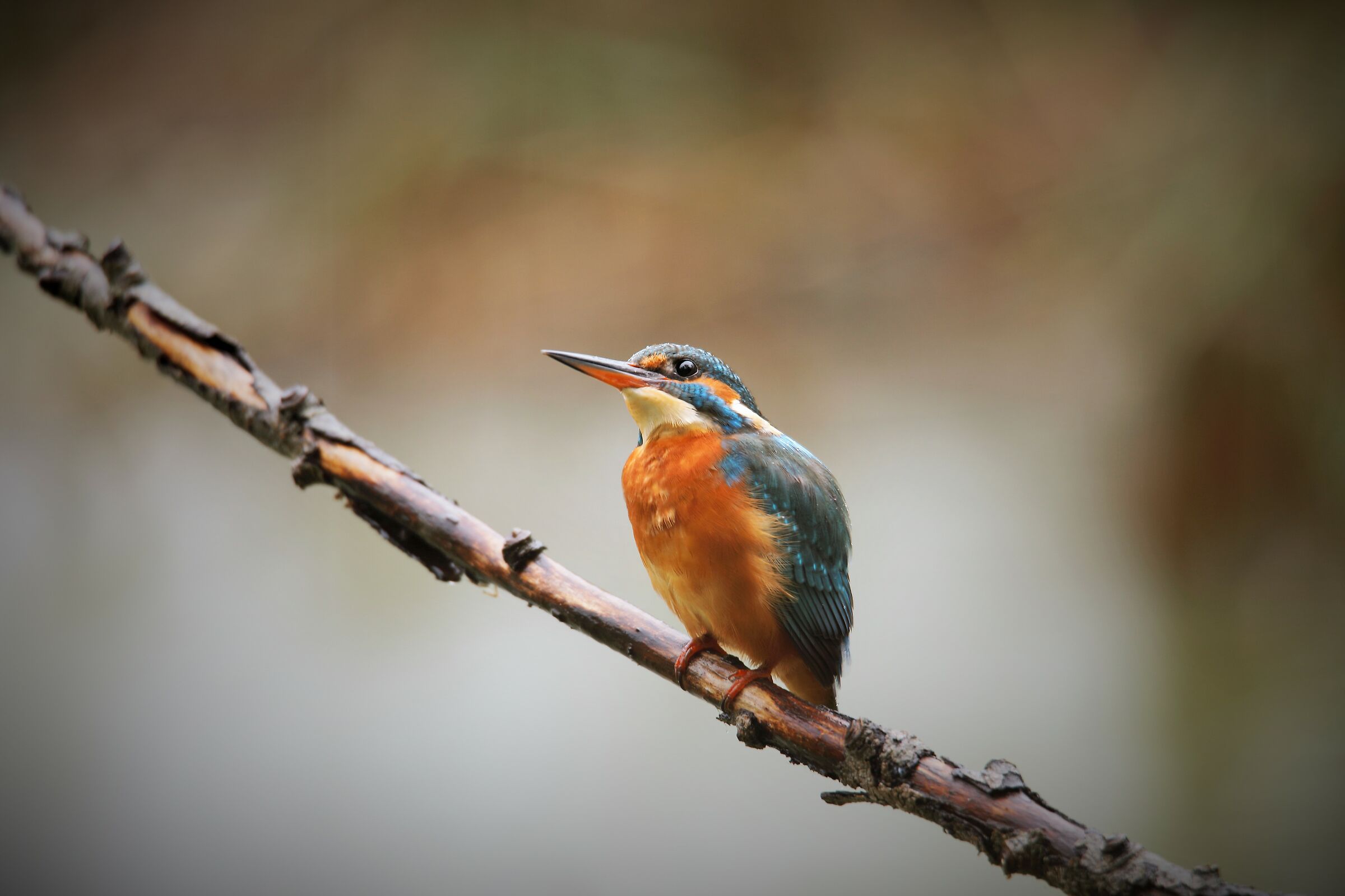 Kingfisher